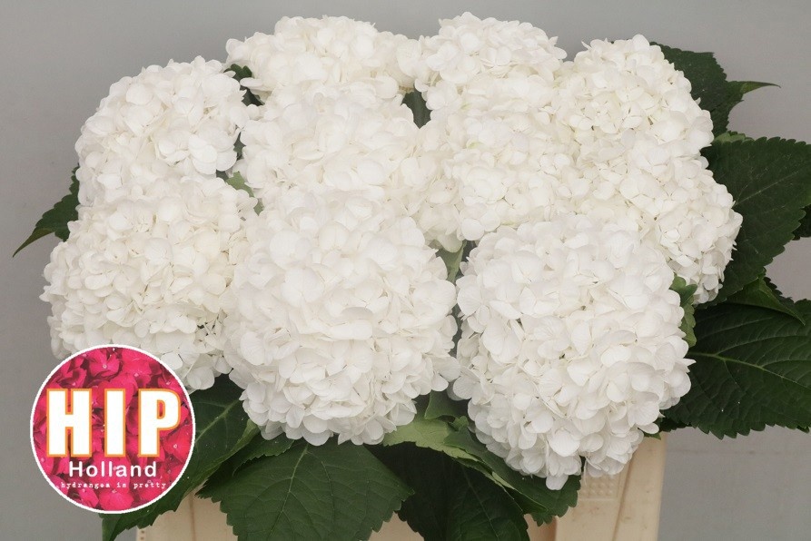 Hydrangea Cannonball 50cm 16Ø