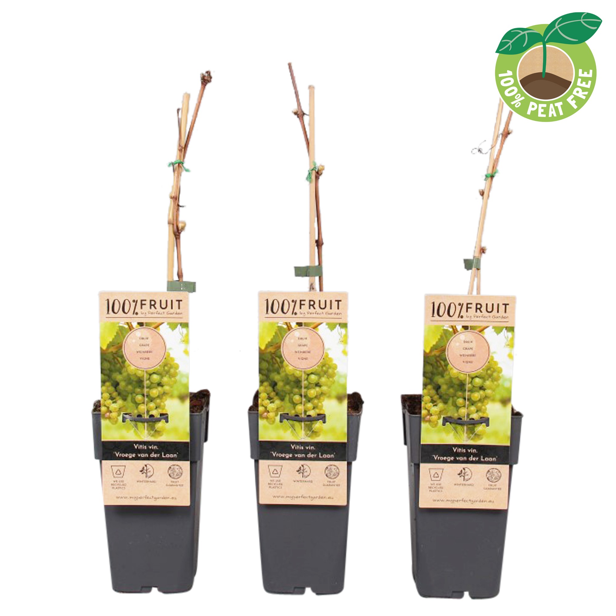 Picture of Vitis vinifera Vroege van der Laan P15 (2 Ltr/high)