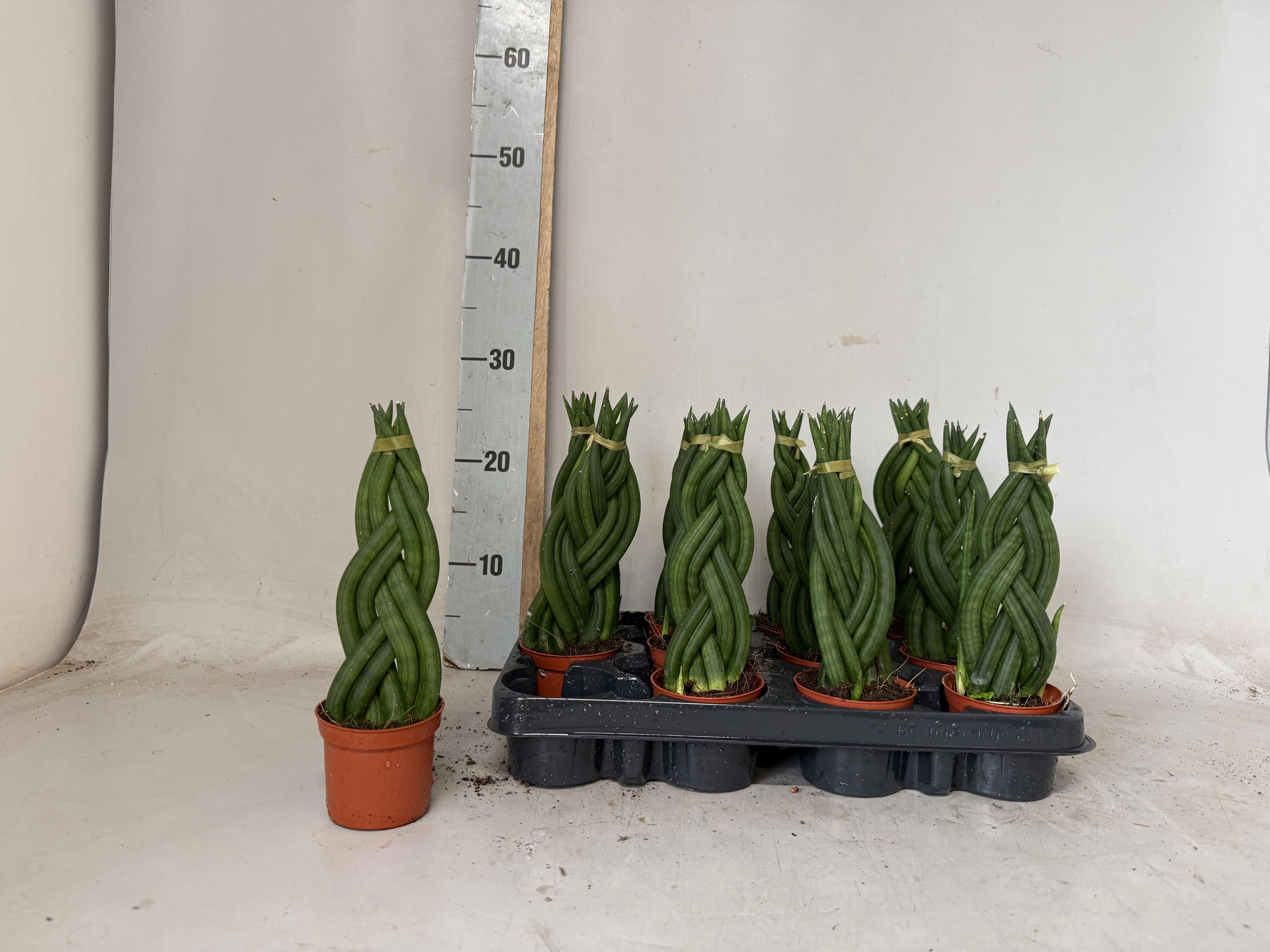 Sansev Cylindrica 8Ø 30cm