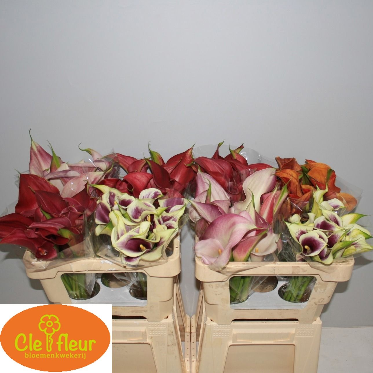 Calla Assorted 50cm