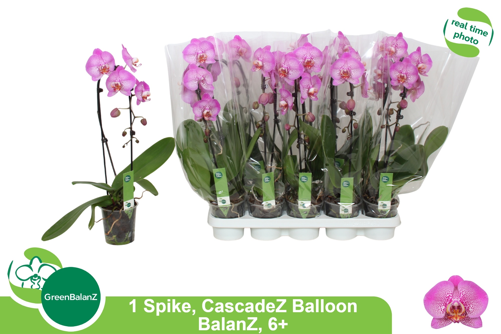 Phal El Cascade 12Ø 55cm