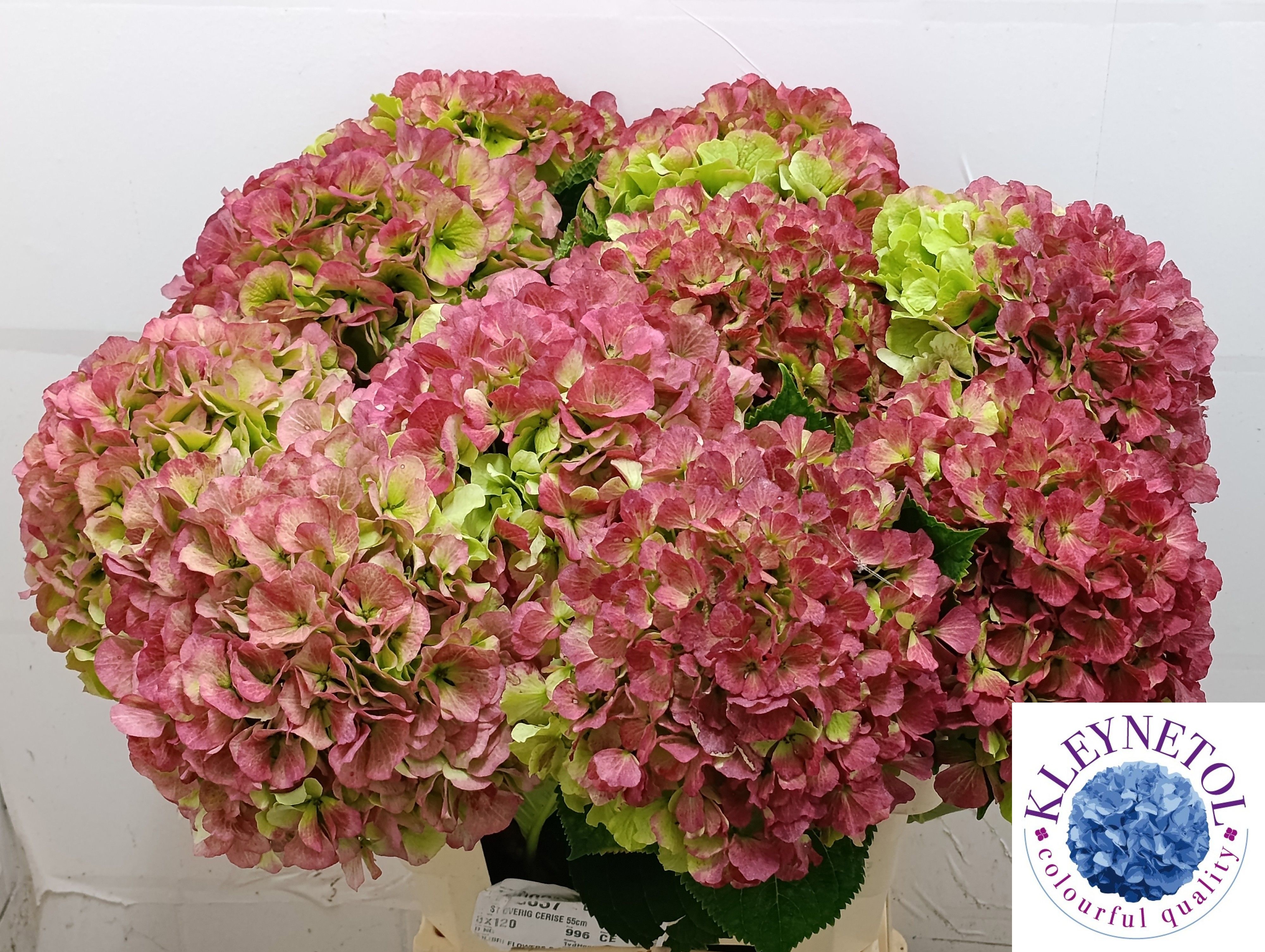 Hydrangea Verena Classic Pink 60cm 22Ø