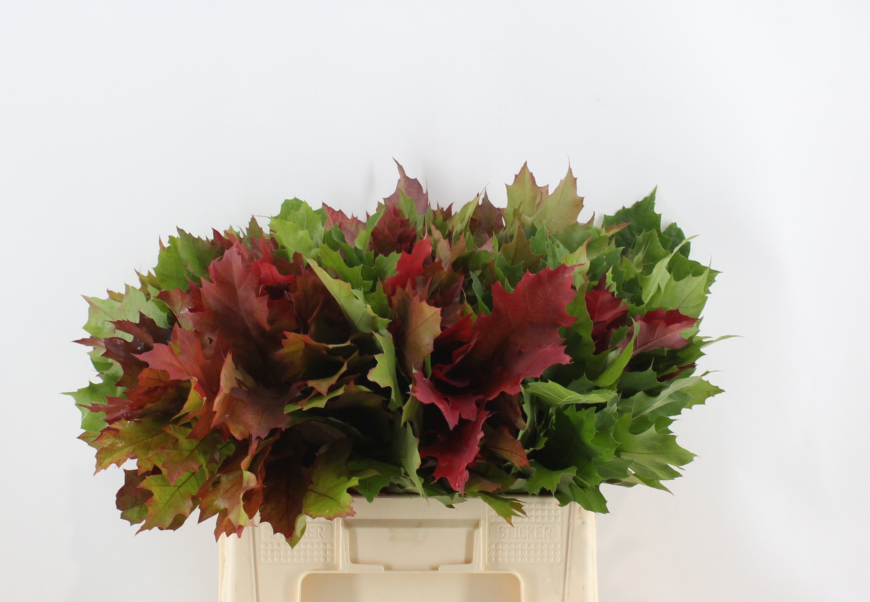 Quercus Rubra 60cm