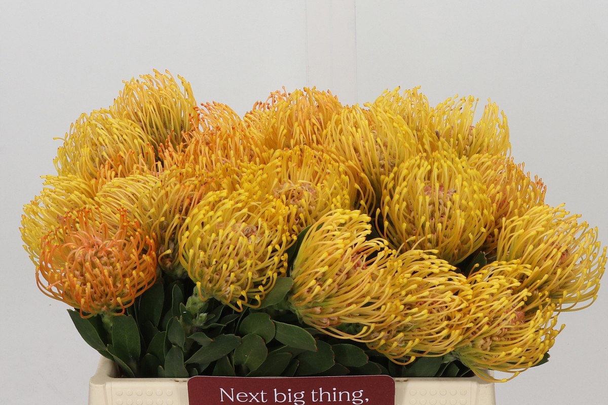 Leucospermum Ayoba Orange 35cm