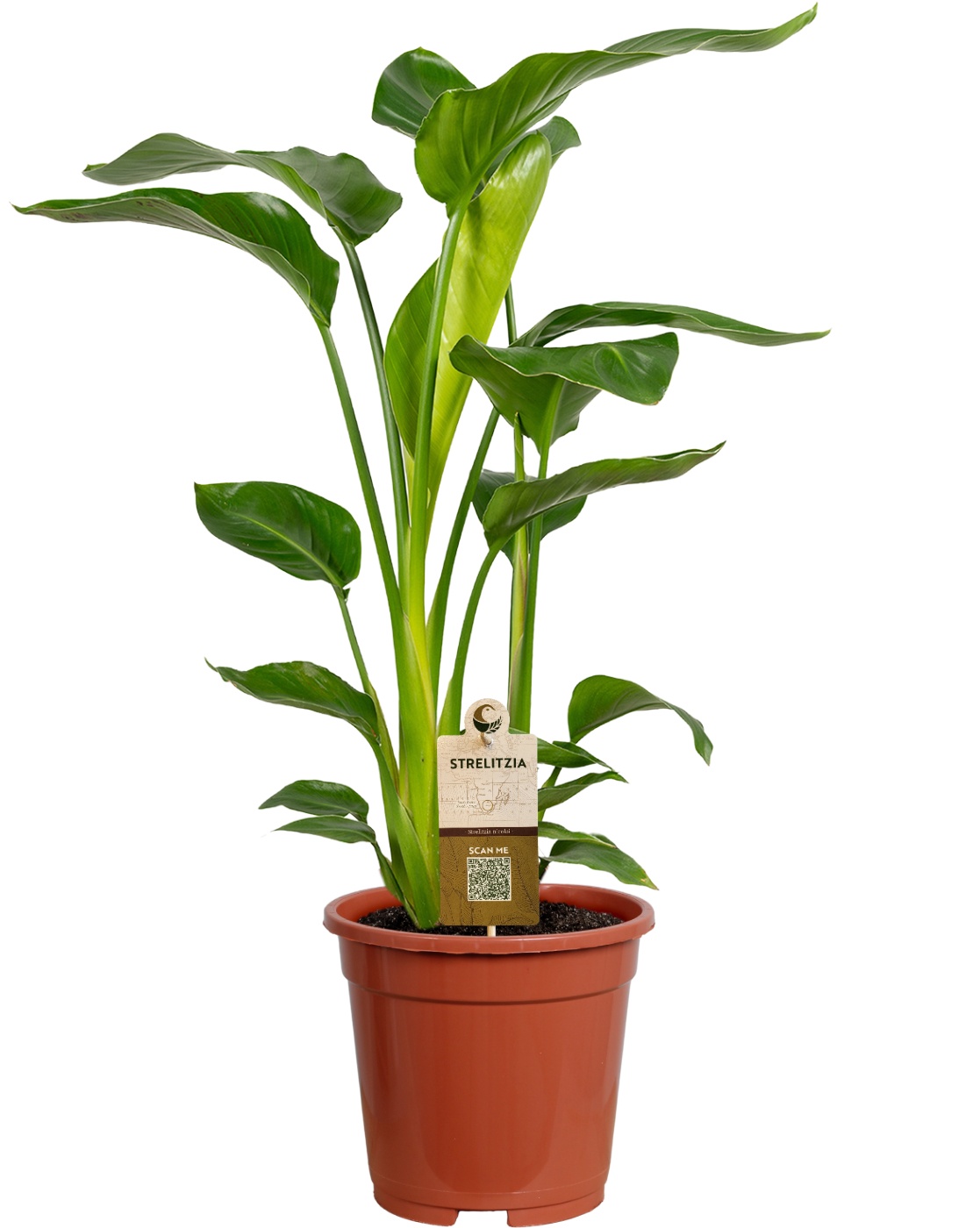 Strelitzia nicolai 2 stek