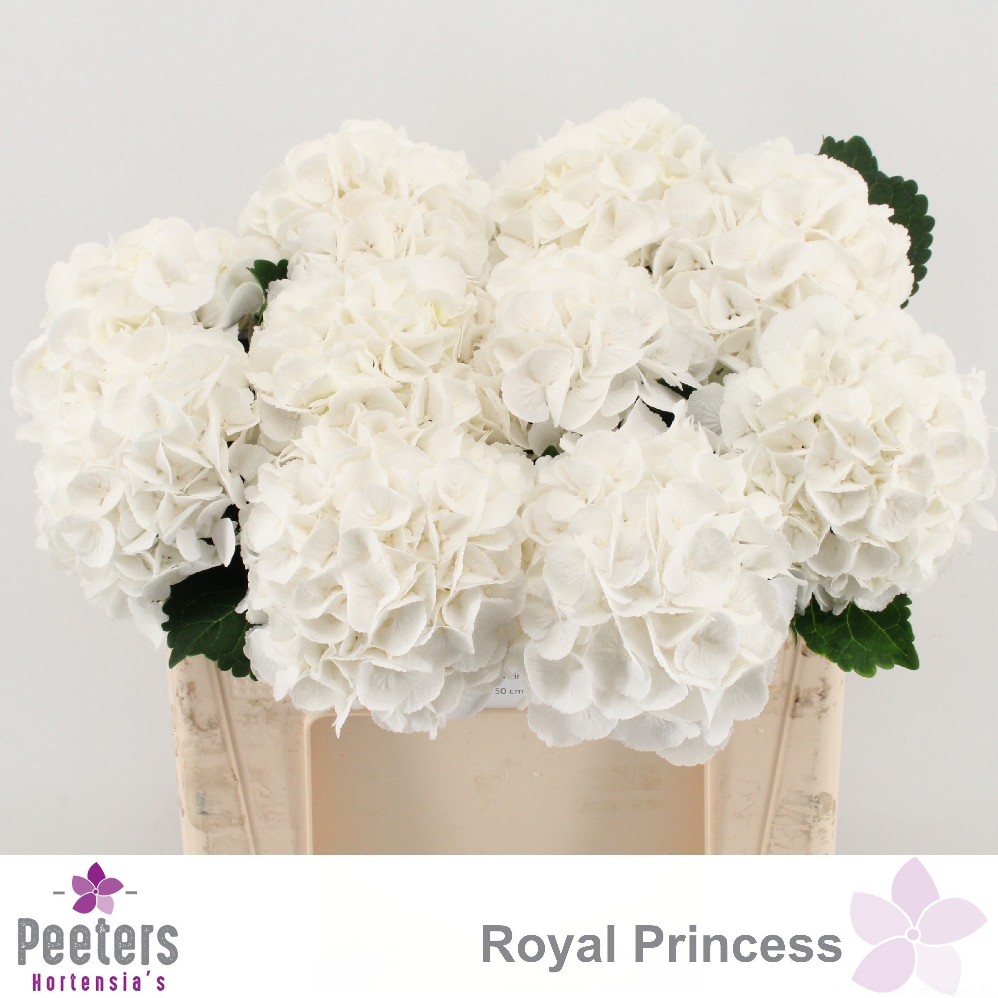 Hydrangea Royal Princess 50cm 16Ø