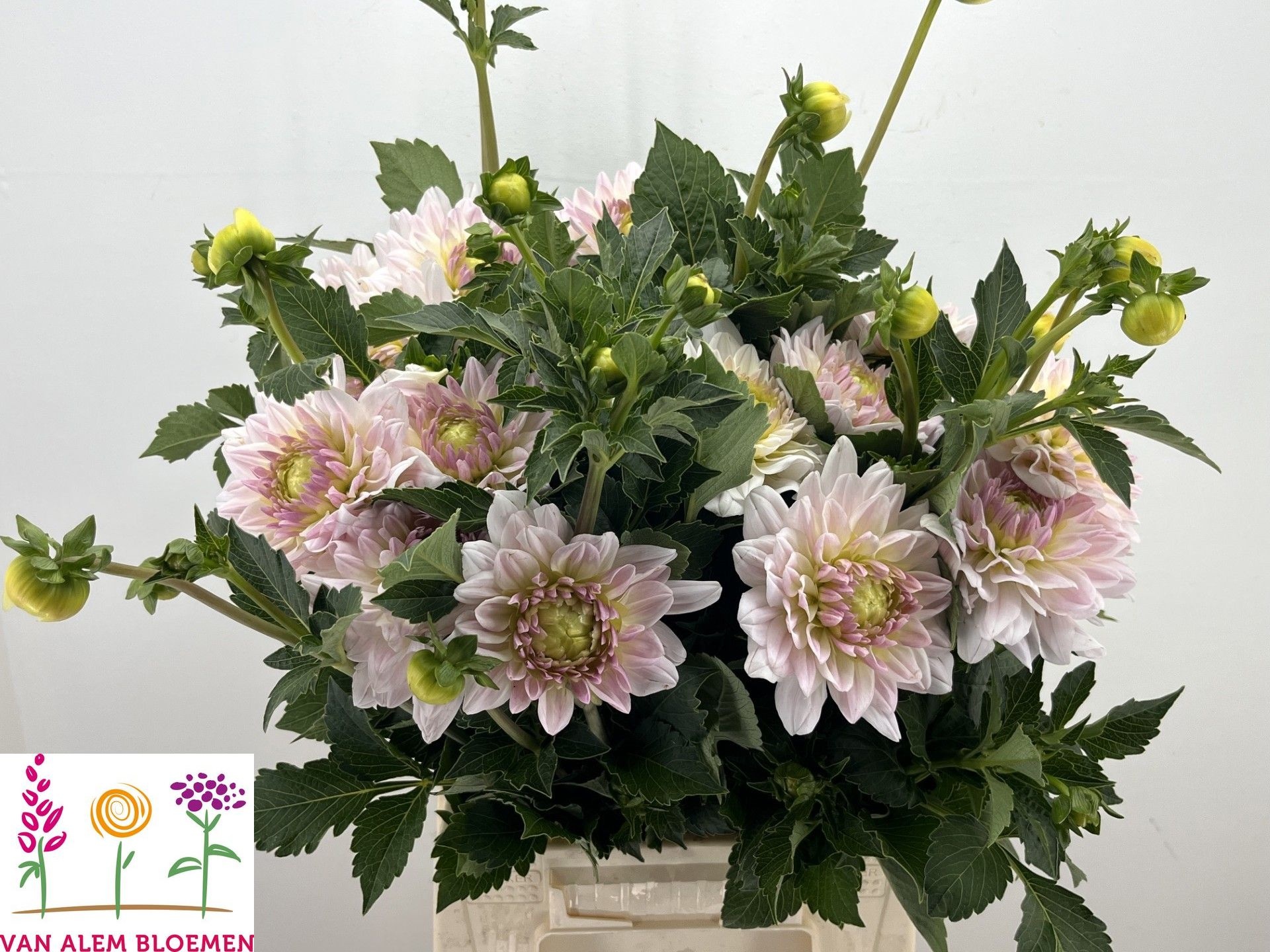 Dahl Dezign Wed Pink
