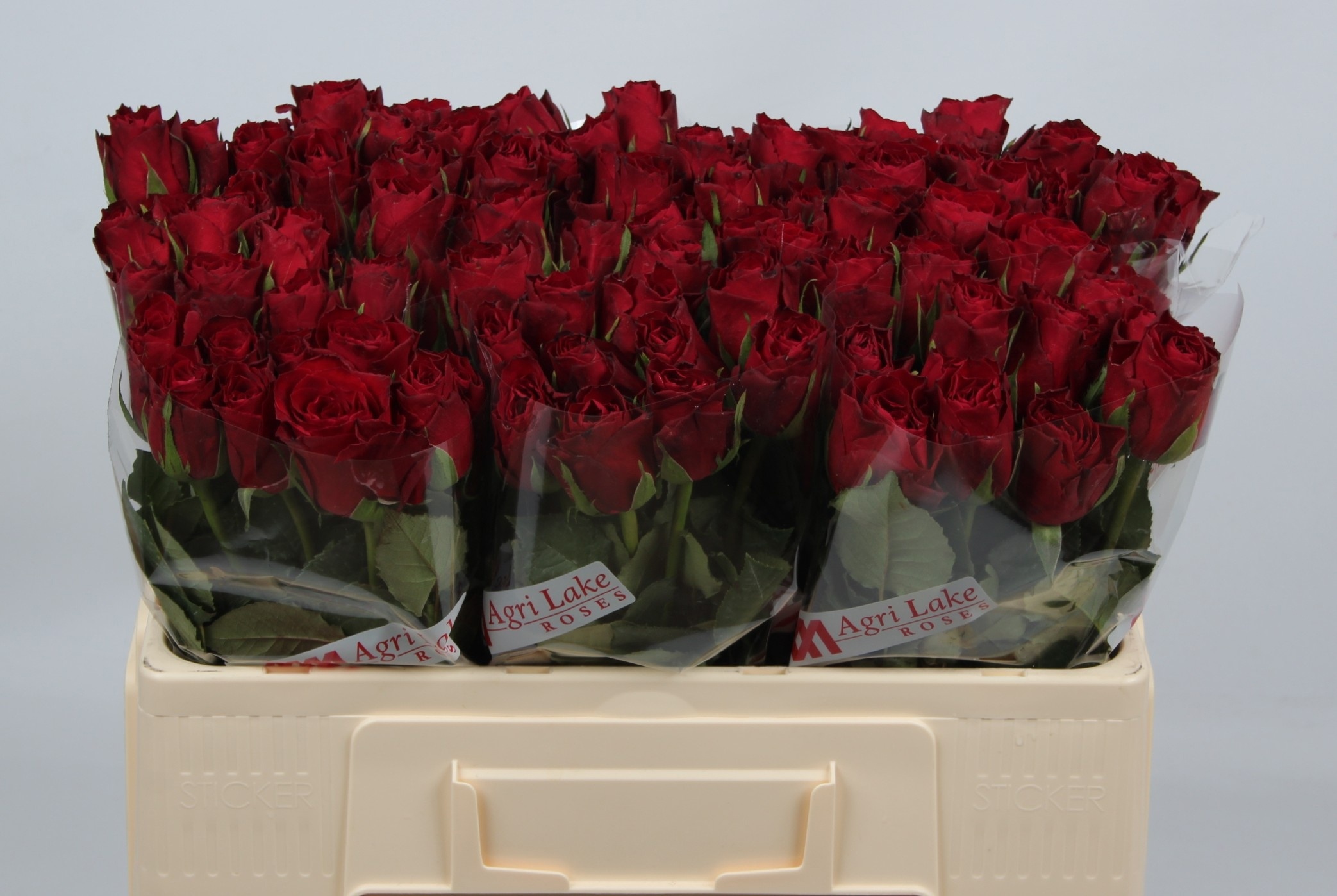 Rosa Madam Red 50cm