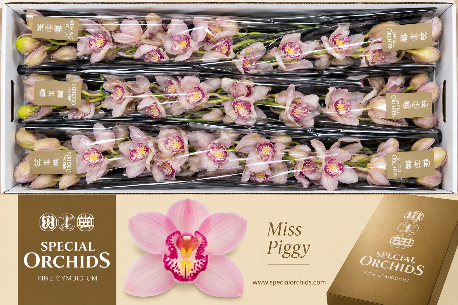 Cymbidium Miss Piggy 12/15bl
