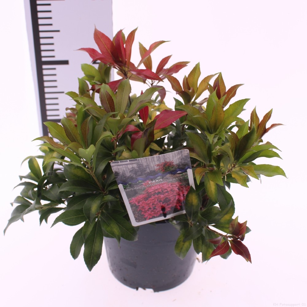 Picture of Pieris jap. 'Glowing Hearts'