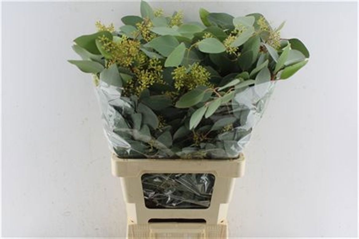 Eucalyptus Bnch Polyanthemos Fru 70cm 300gram