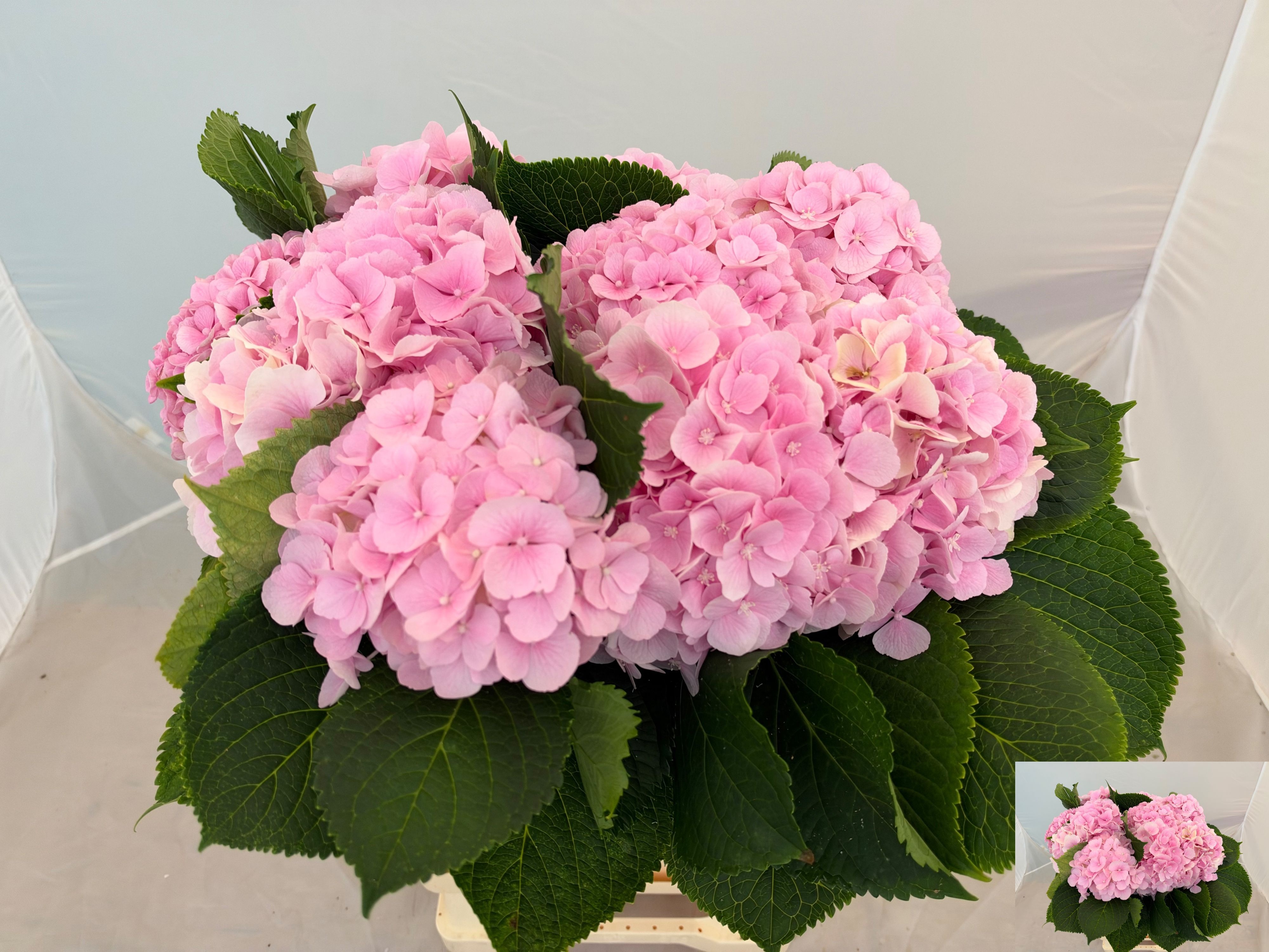 Hydrangea Verena Pink 60cm 17Ø