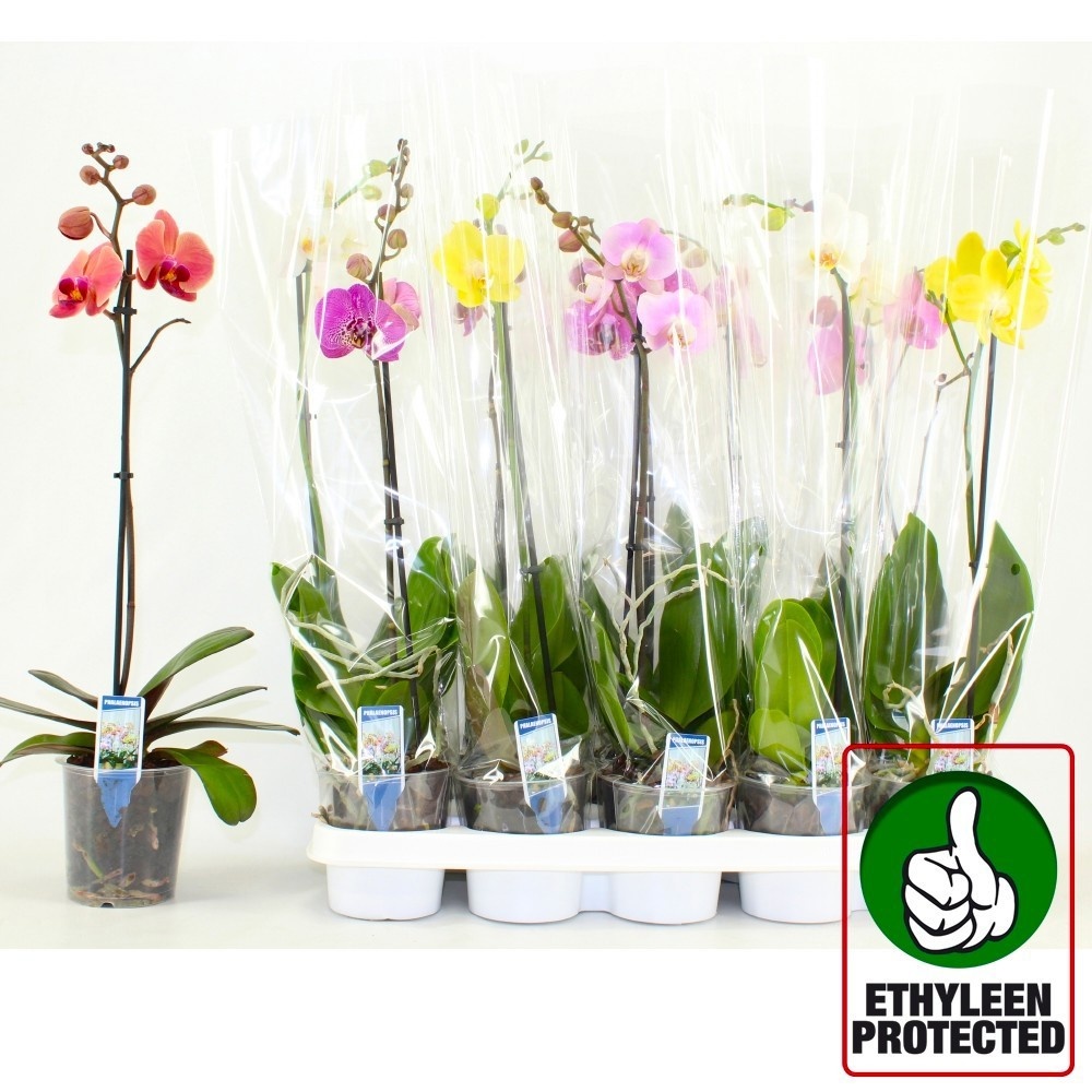 Phal Gem 6 Kl 12P 60H 1TAK 6bloem 12bloei
