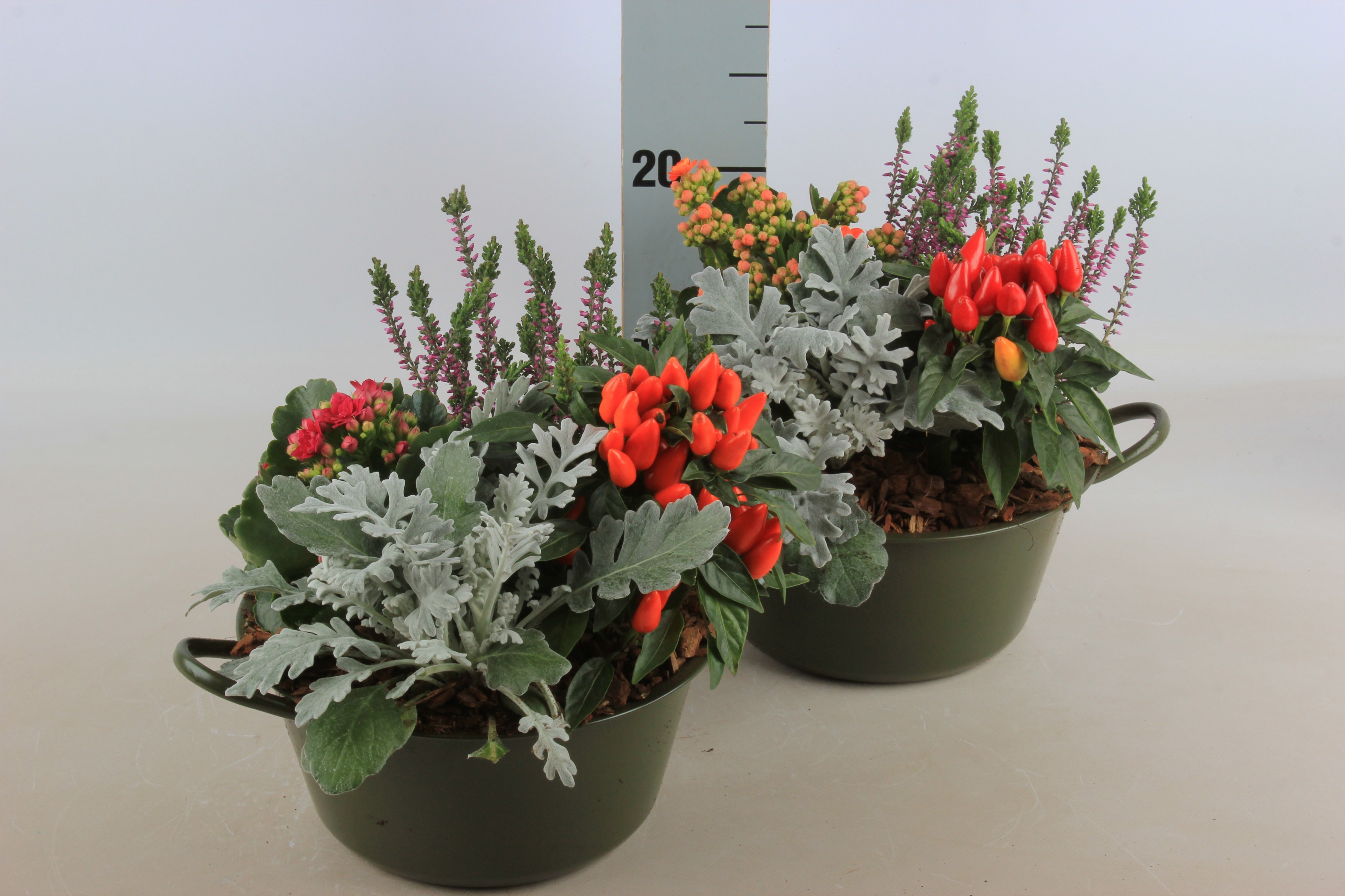 Arr Tuinplanten 22P 25cm 12bloei
