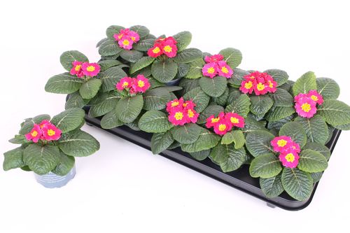 Primula Acaulis Pink p10.5 Scheffers