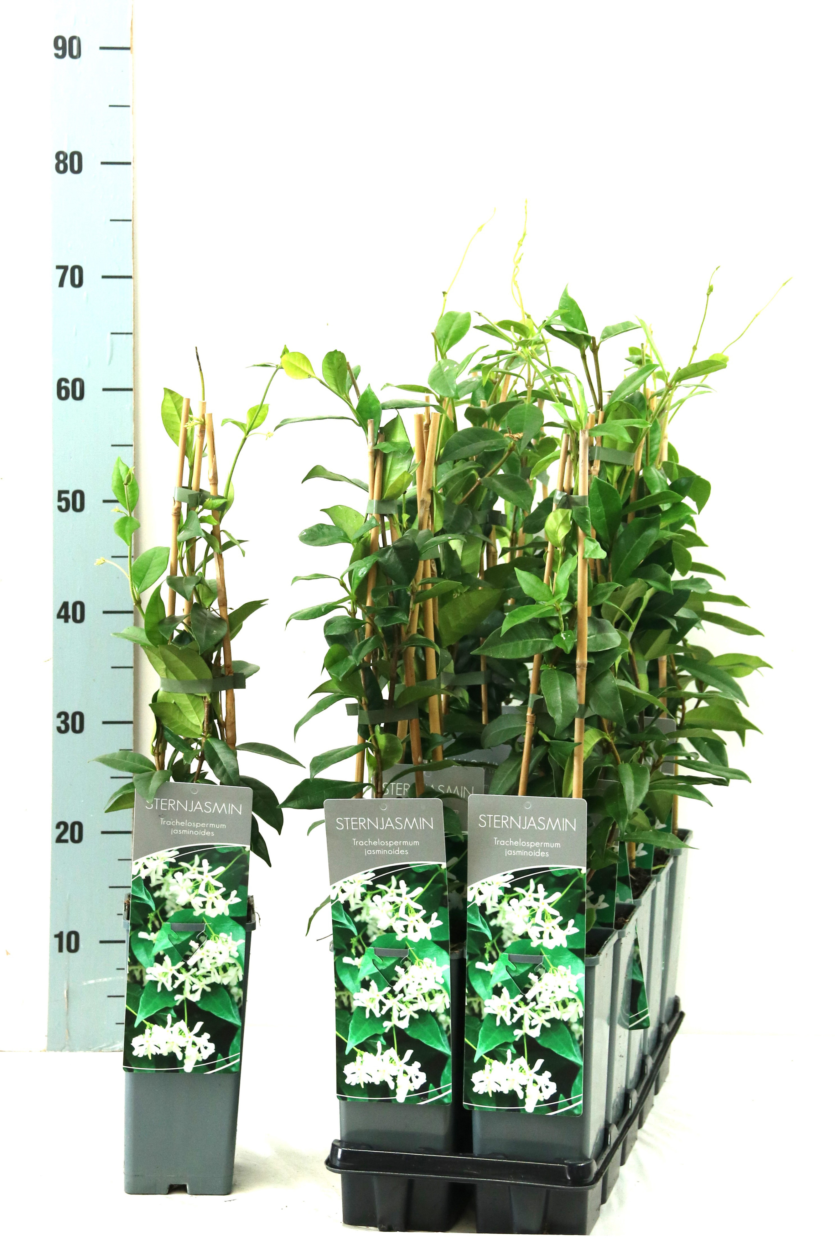 Trachelospermum jasminoides