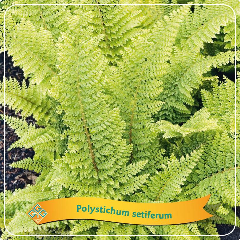 Picture of Ferns Mix CC C5