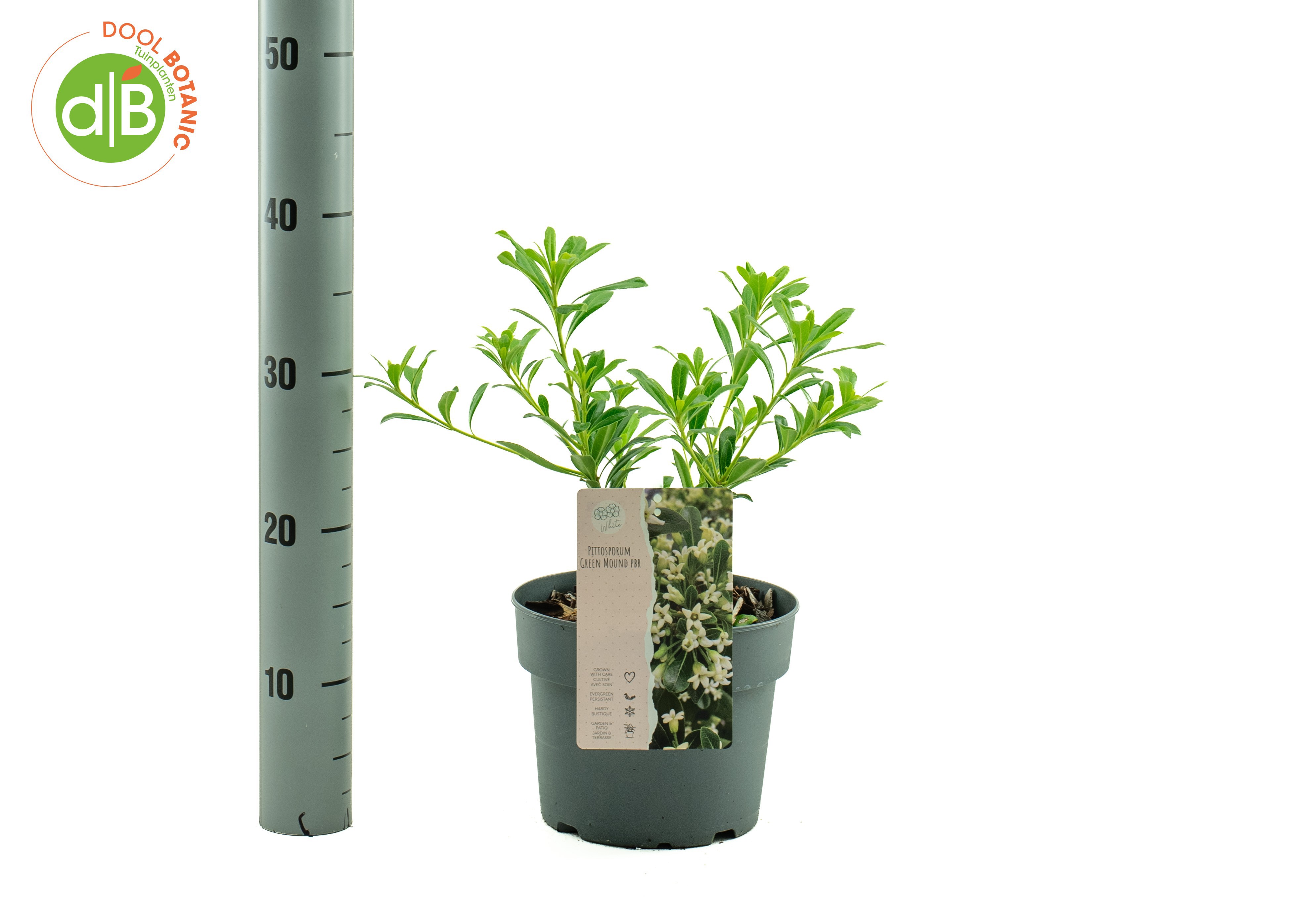 Pittosporum Green Mound