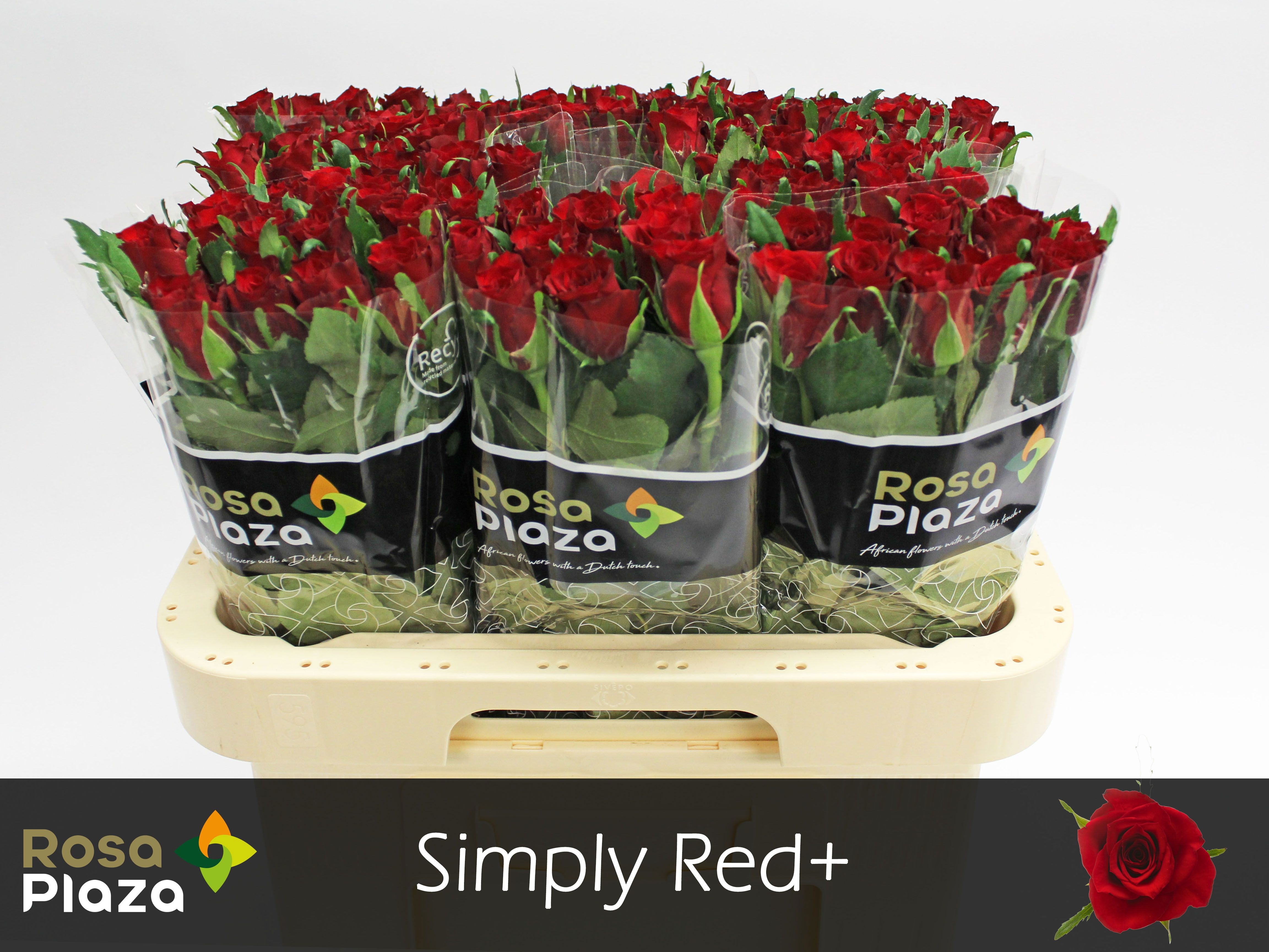 R Gr Simply Red+