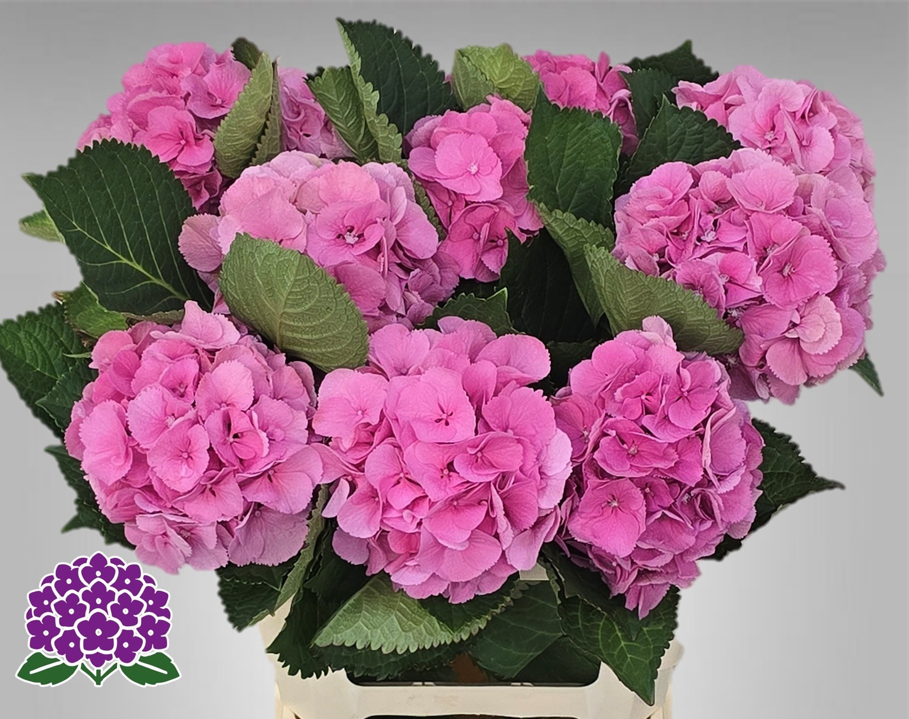 Hydrangea Elbtal Pink 60cm 16Ø