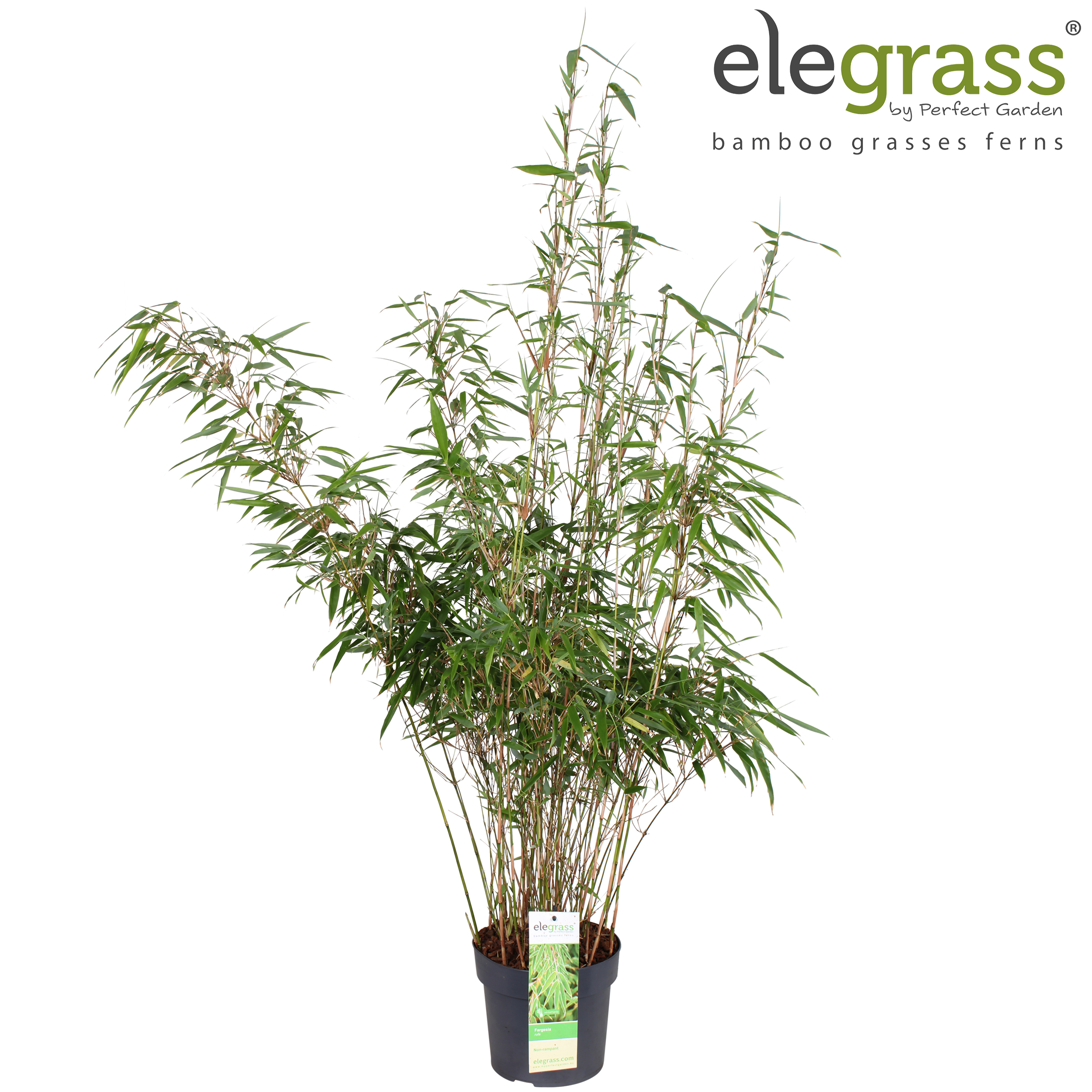 Picture of Fargesia rufa P19
