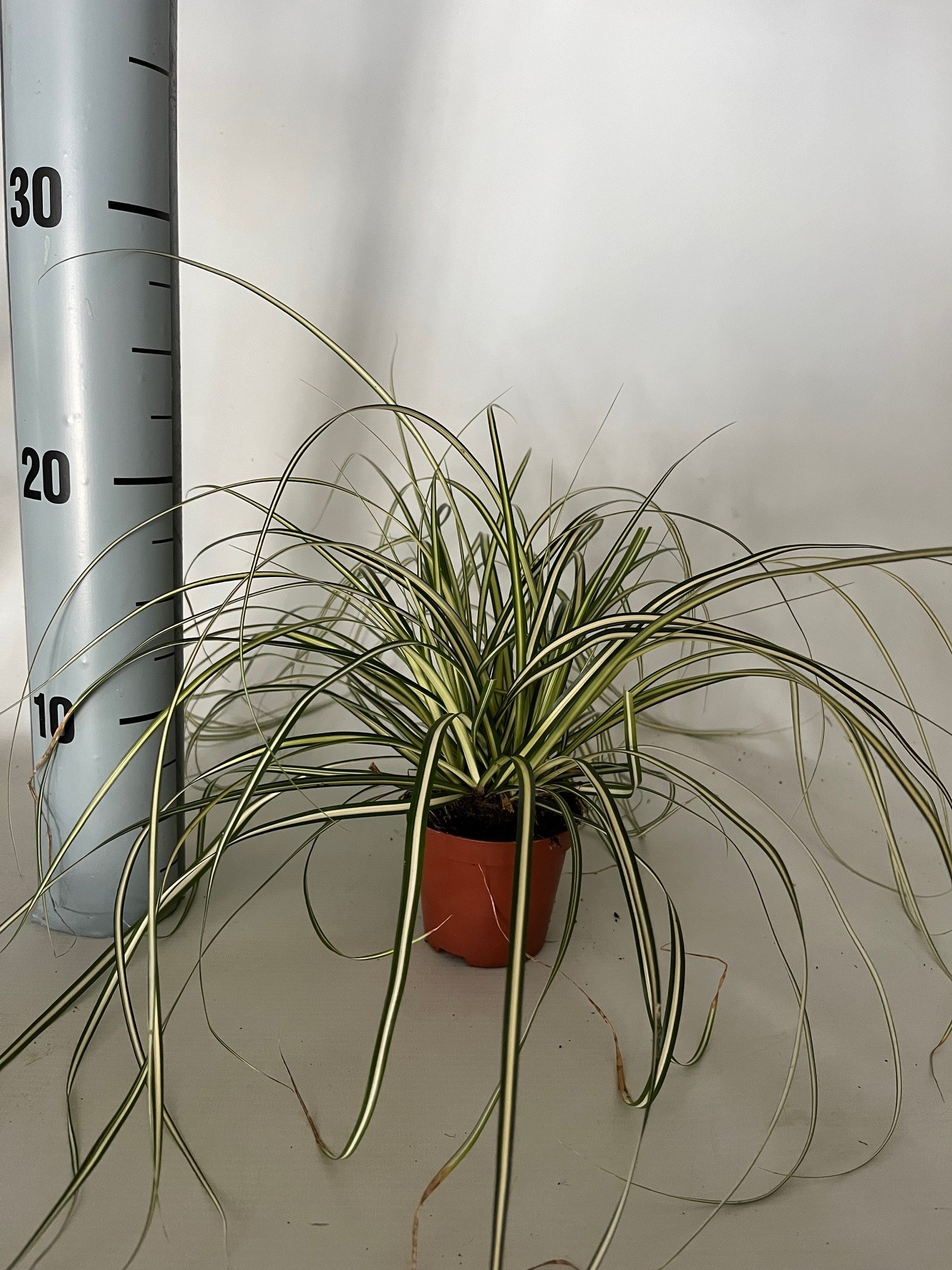 Picture of Carex Evergold P8