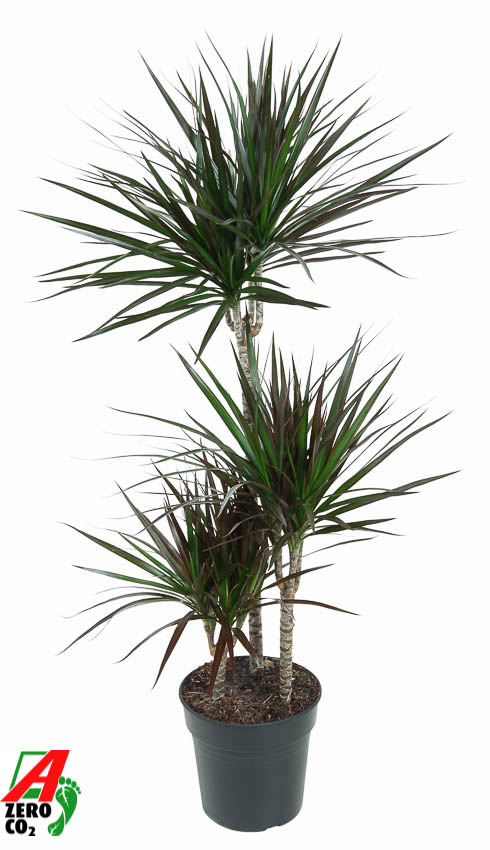 Picture of Dracaena Magenta 60-30-15 P21 110cm (LOOSE)