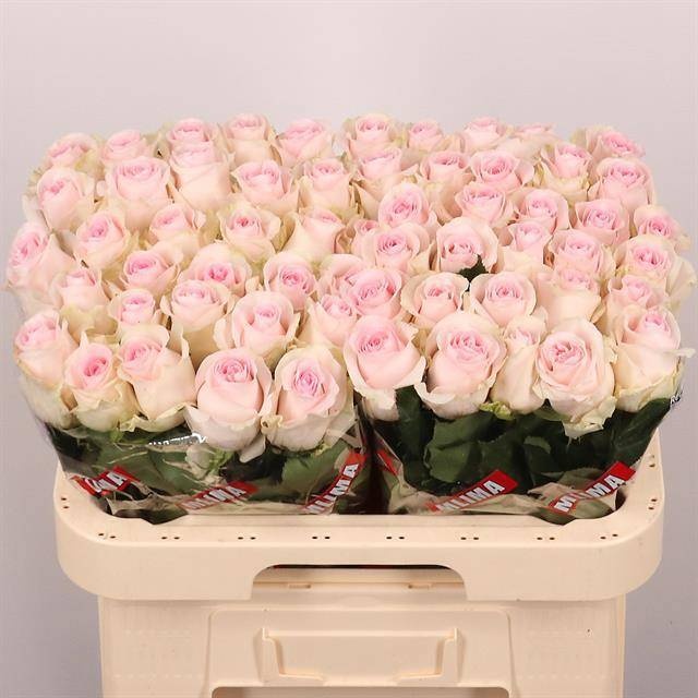 Rosa Revival Sweet 60cm