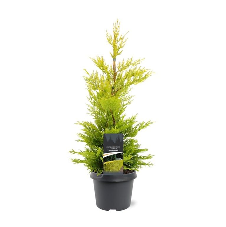 Cupressocyparis leylandii 'Gold Rider'