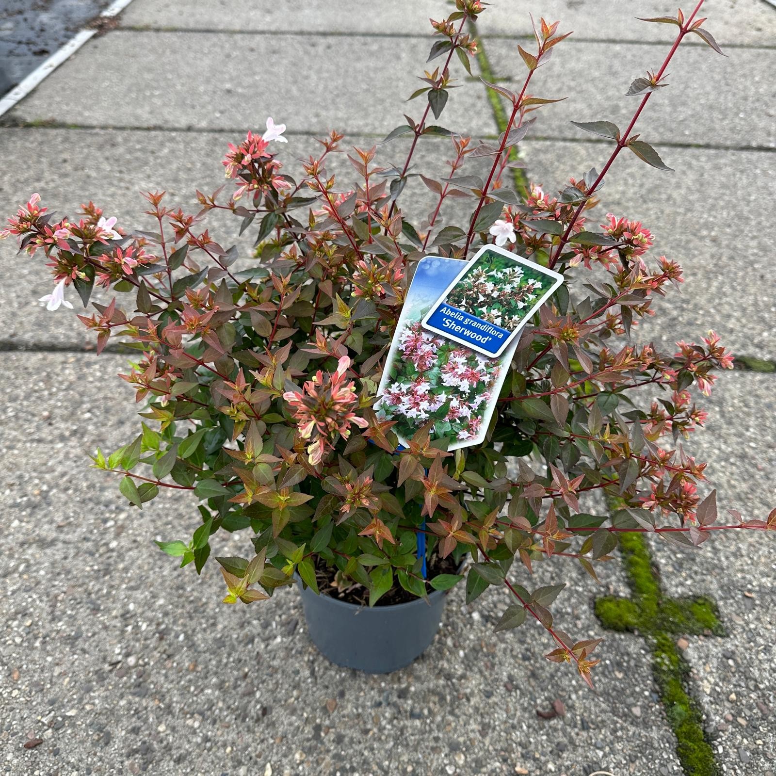 Picture of Abelia grandiflora 'Sherwood'