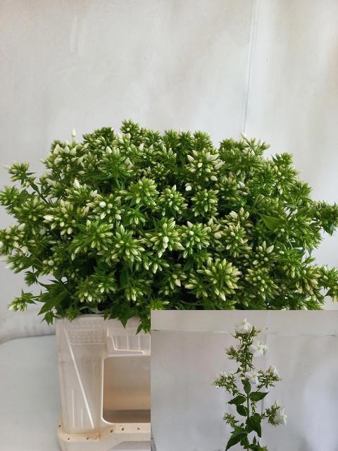 Phlox P Mag Snowdrpz 50cm