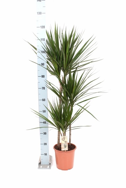 Dra Marginata 21P 125H 3stek 3kop