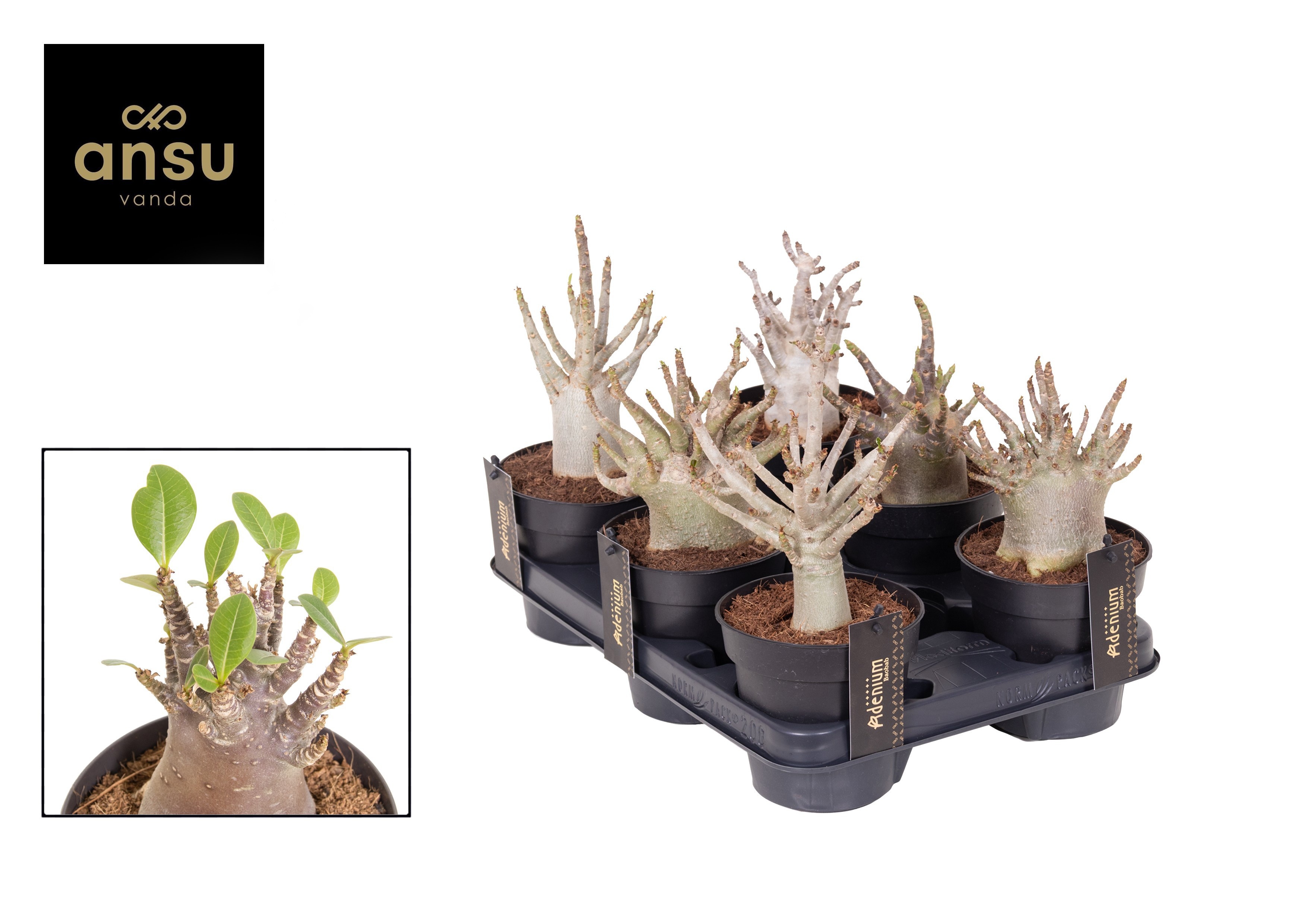 Adenium Ansu Baobab (niet bloeiend) - Woestijnroos