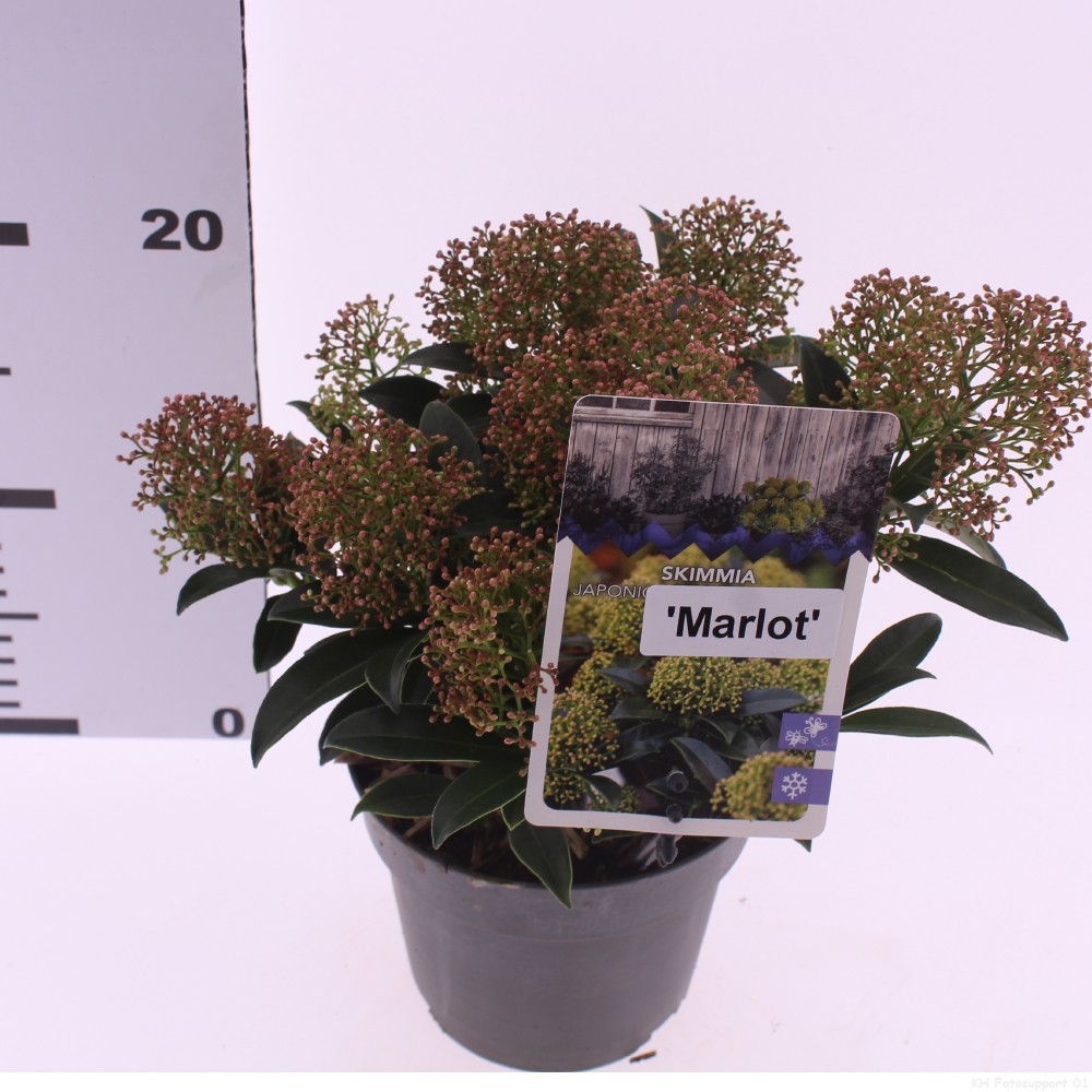 Picture of Skimmia jap. 'Marlot'