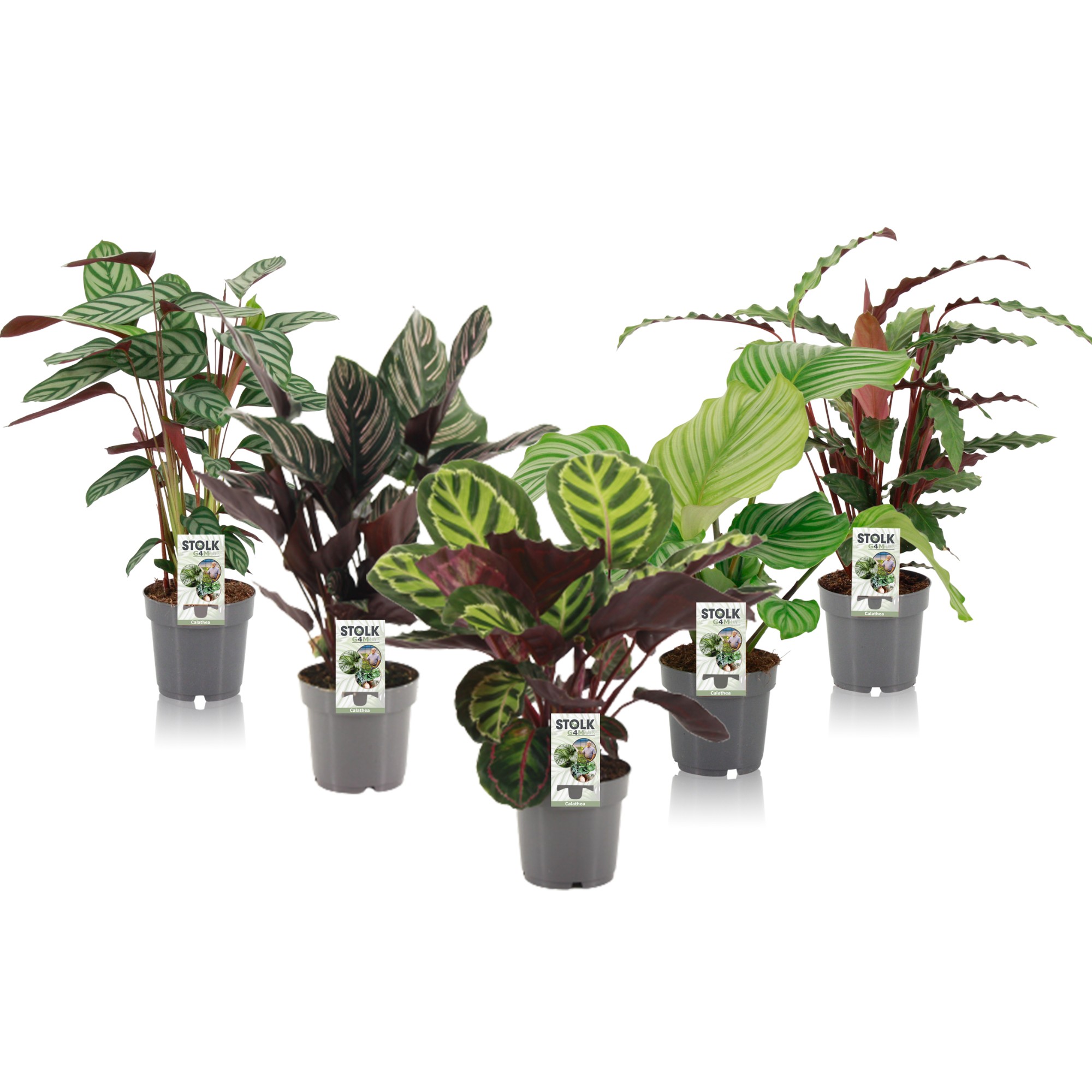 Picture of Calathea in 4-5 varieties P14 50CM