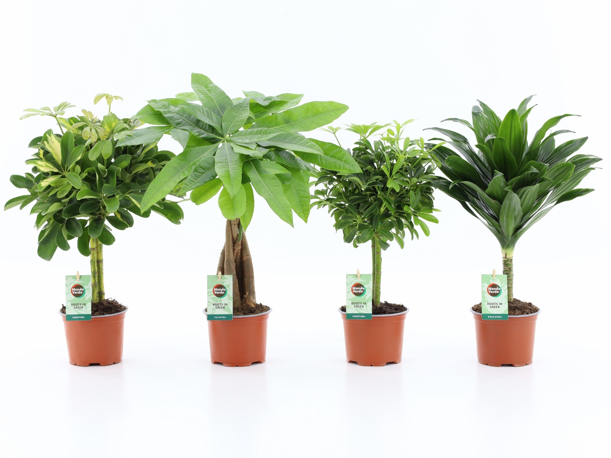 Picture of Houseplants Stem in varieties P12 45cm