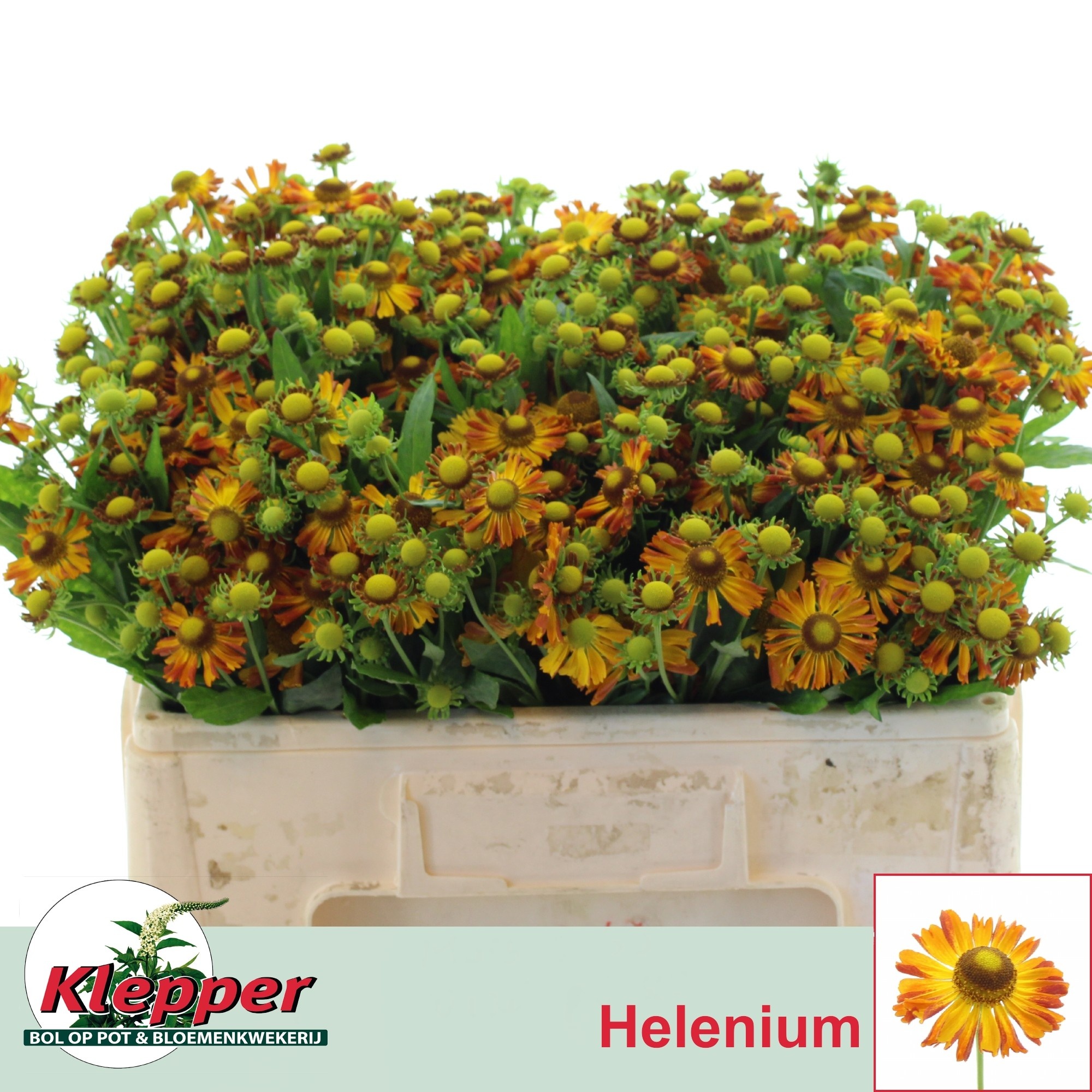 Helenium Orange Beauty 50cm