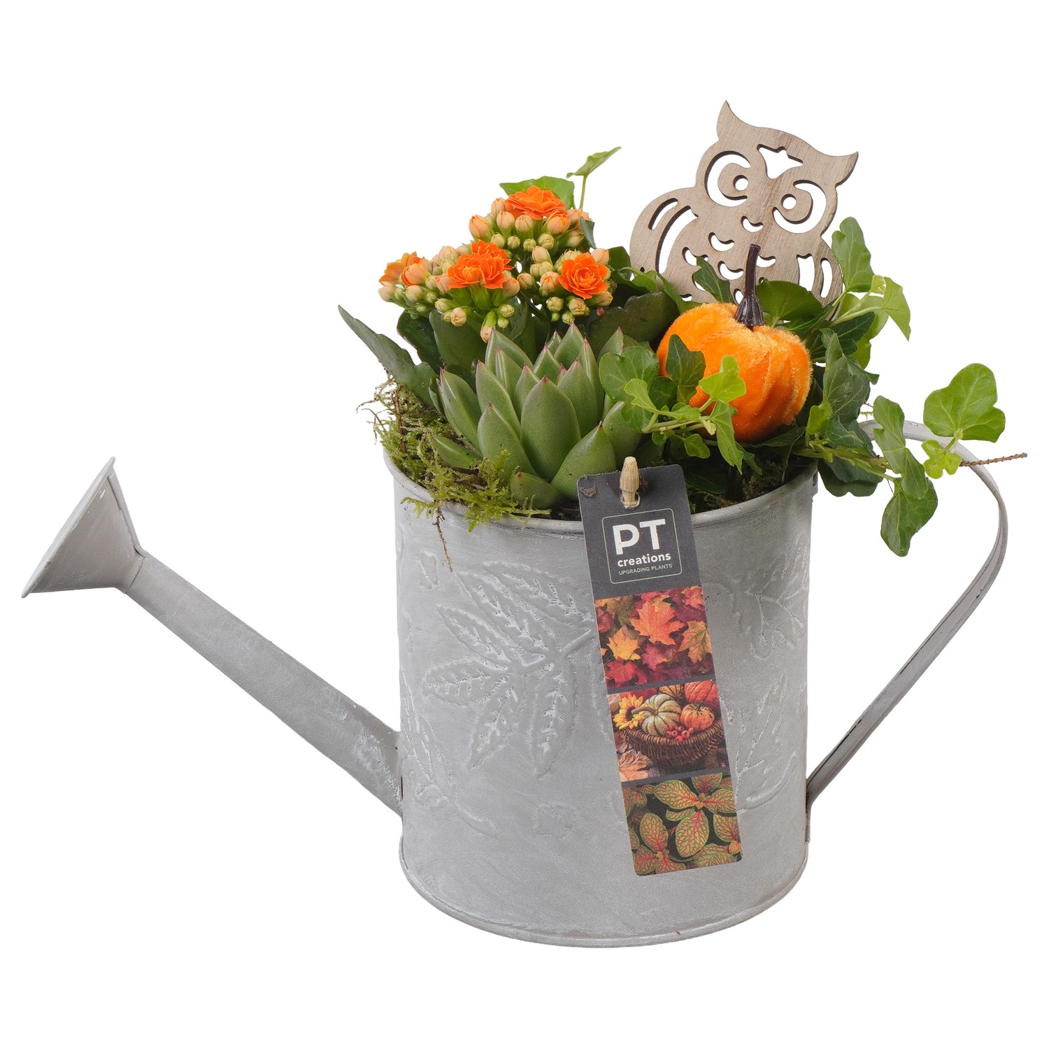 Picture of Arrangement Autumn Indoor in metal watercan PTHI7195 P13 22CM