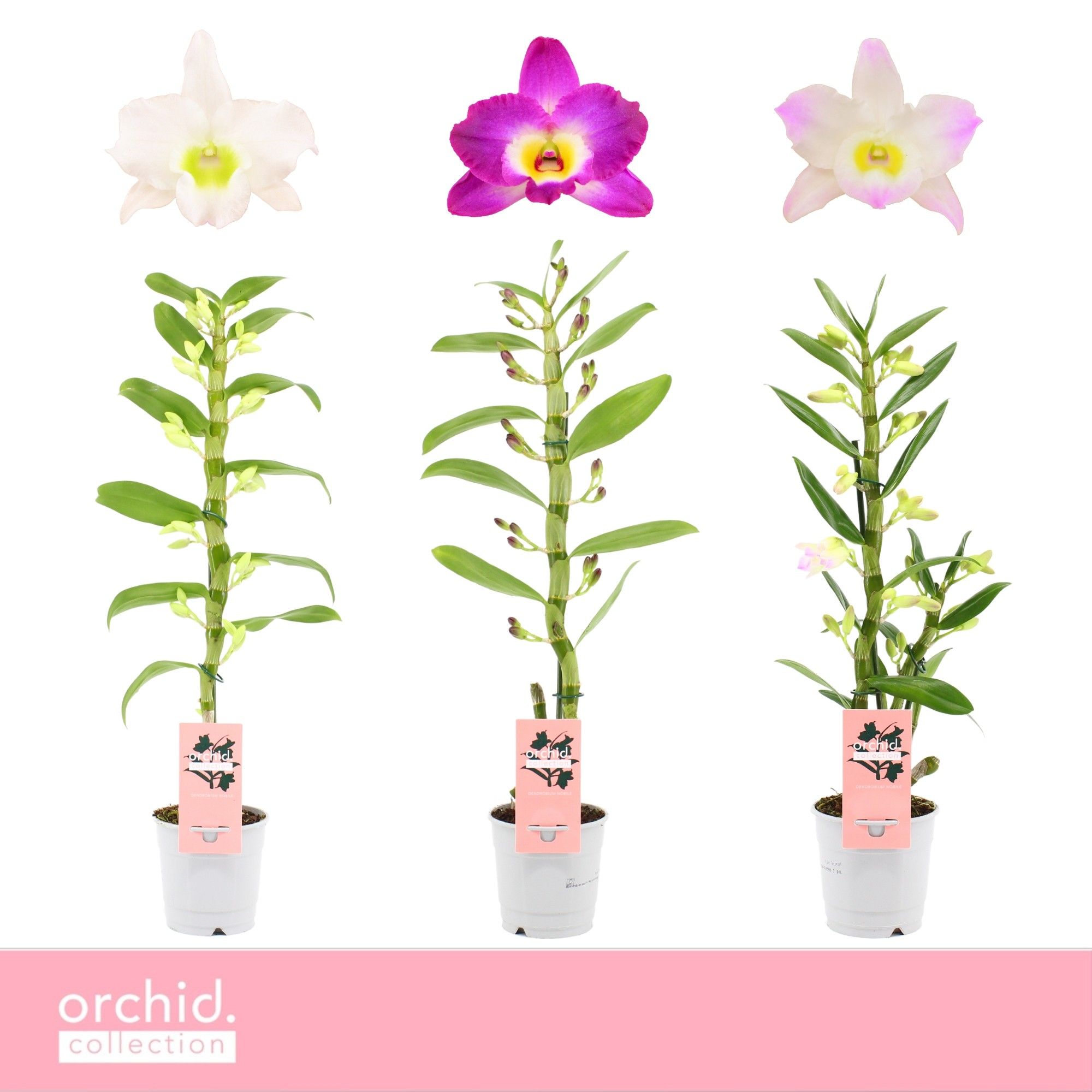 Dendrobium Mix 12Ø 50cm 1st