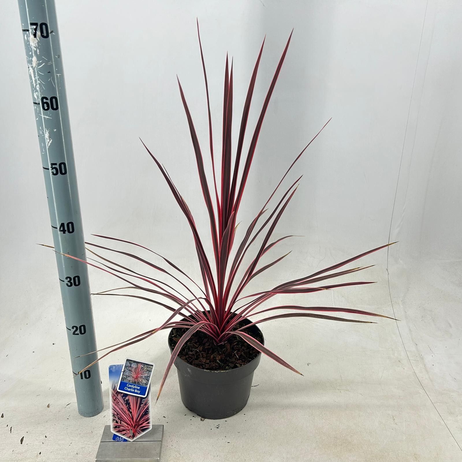 Picture of Cordyline australis Charlie Boy ('RIC01'PBR)