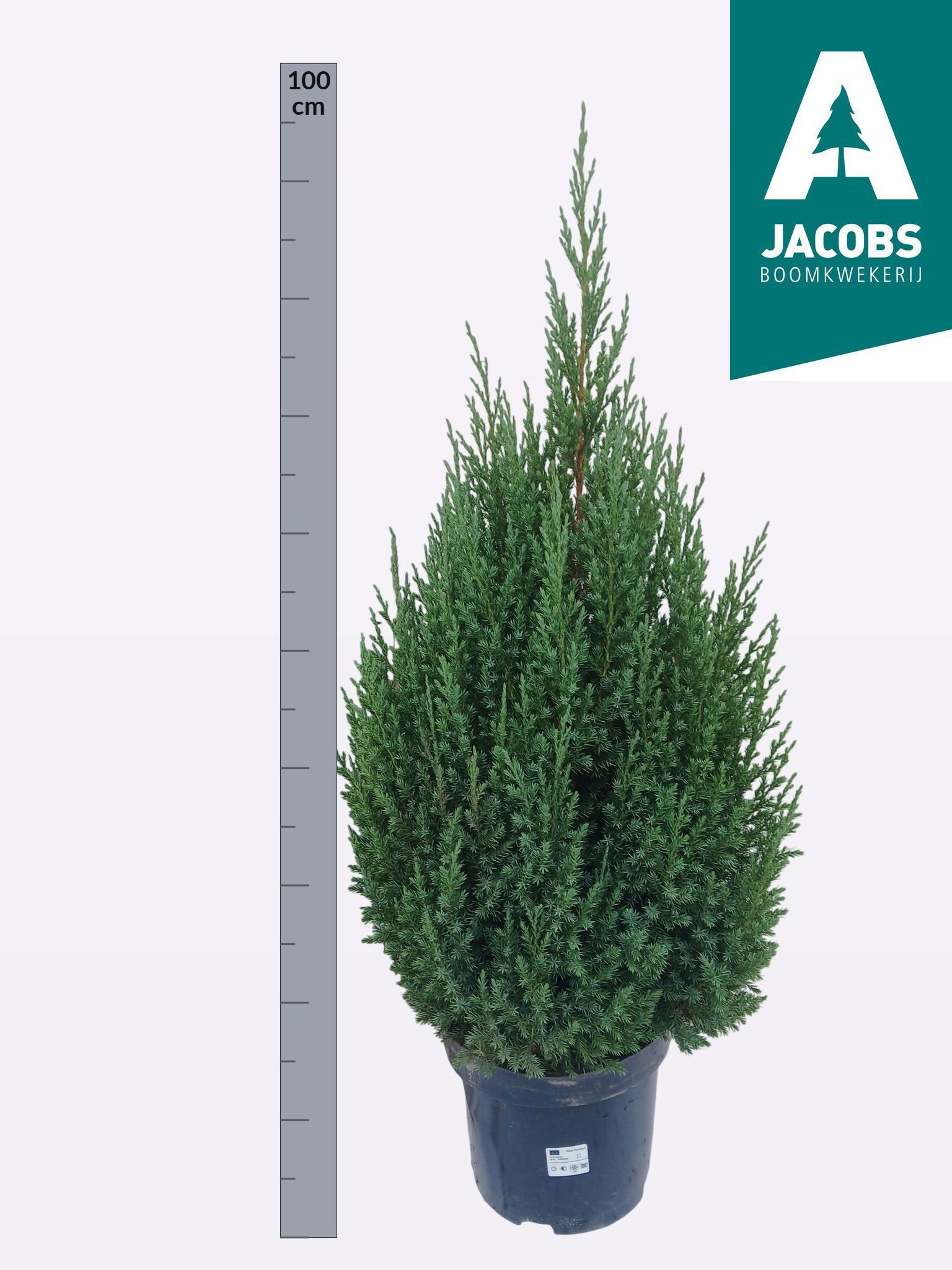 Jun Chin Stricta 25Ø 100cm