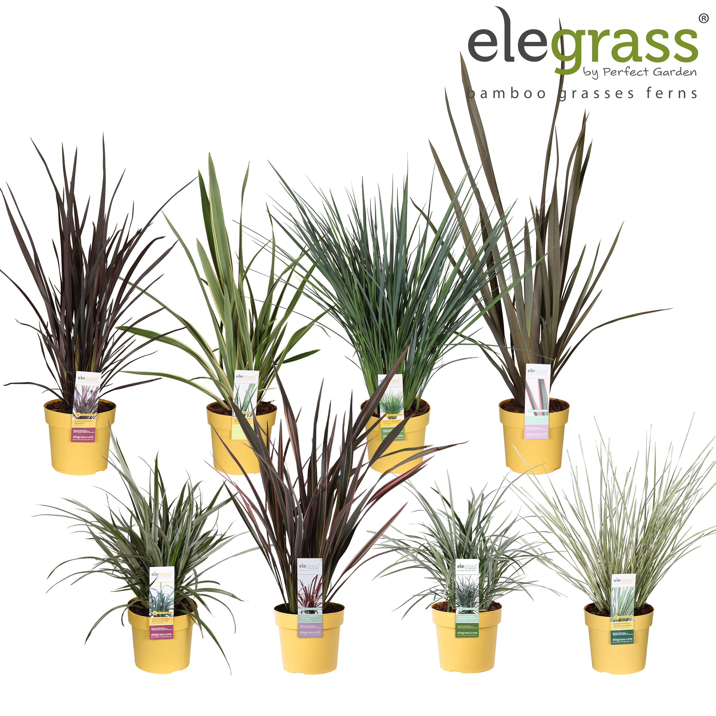 Picture of Grasses in varieties (super-easy-care collection) P19 (3 Ltr) (LOOSE)