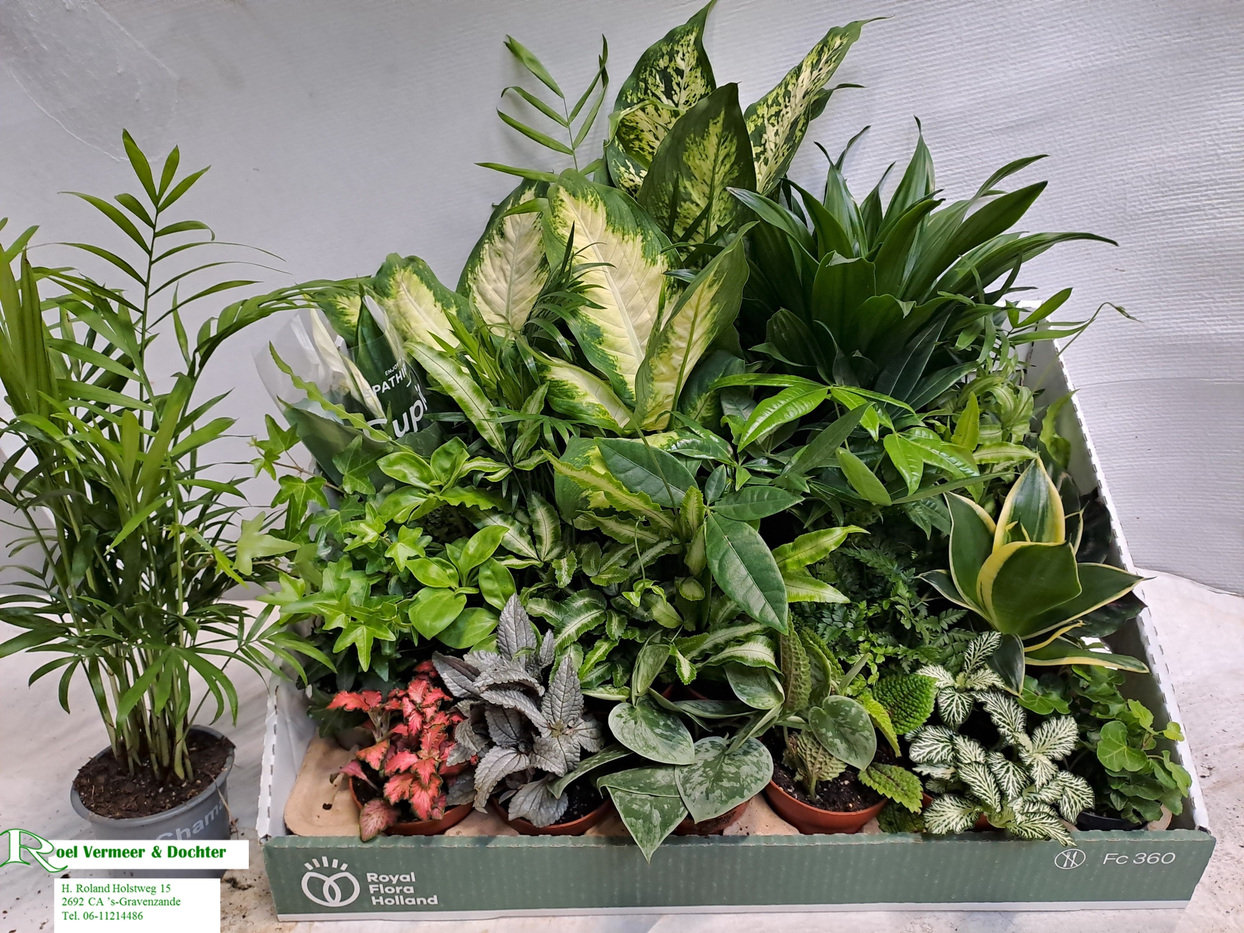 Ov Kamerplanten Gem. 8Ø 10cm