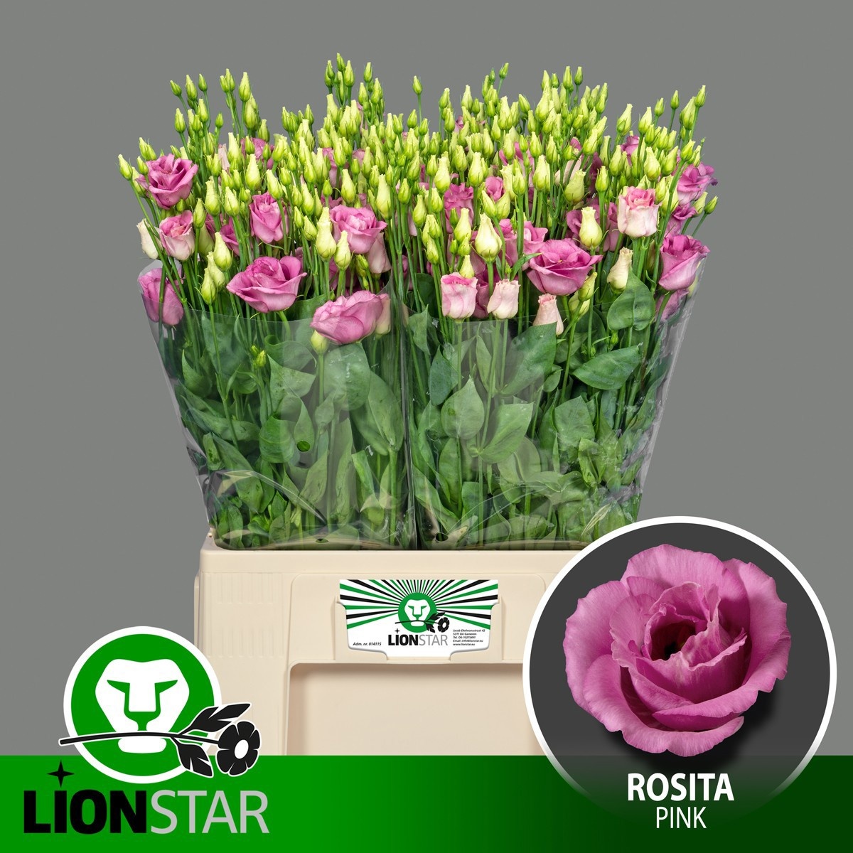 Lisianthus Double Rosita Pink 60cm