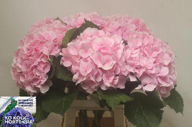 Hydrangea Verena Pink 70cm 22Ø