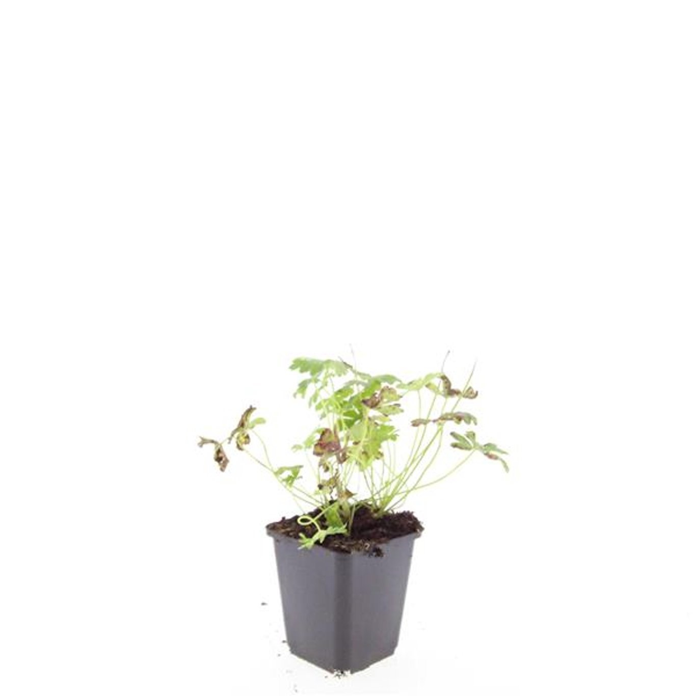 Geranium cantabrigiense 'Cambridge'
