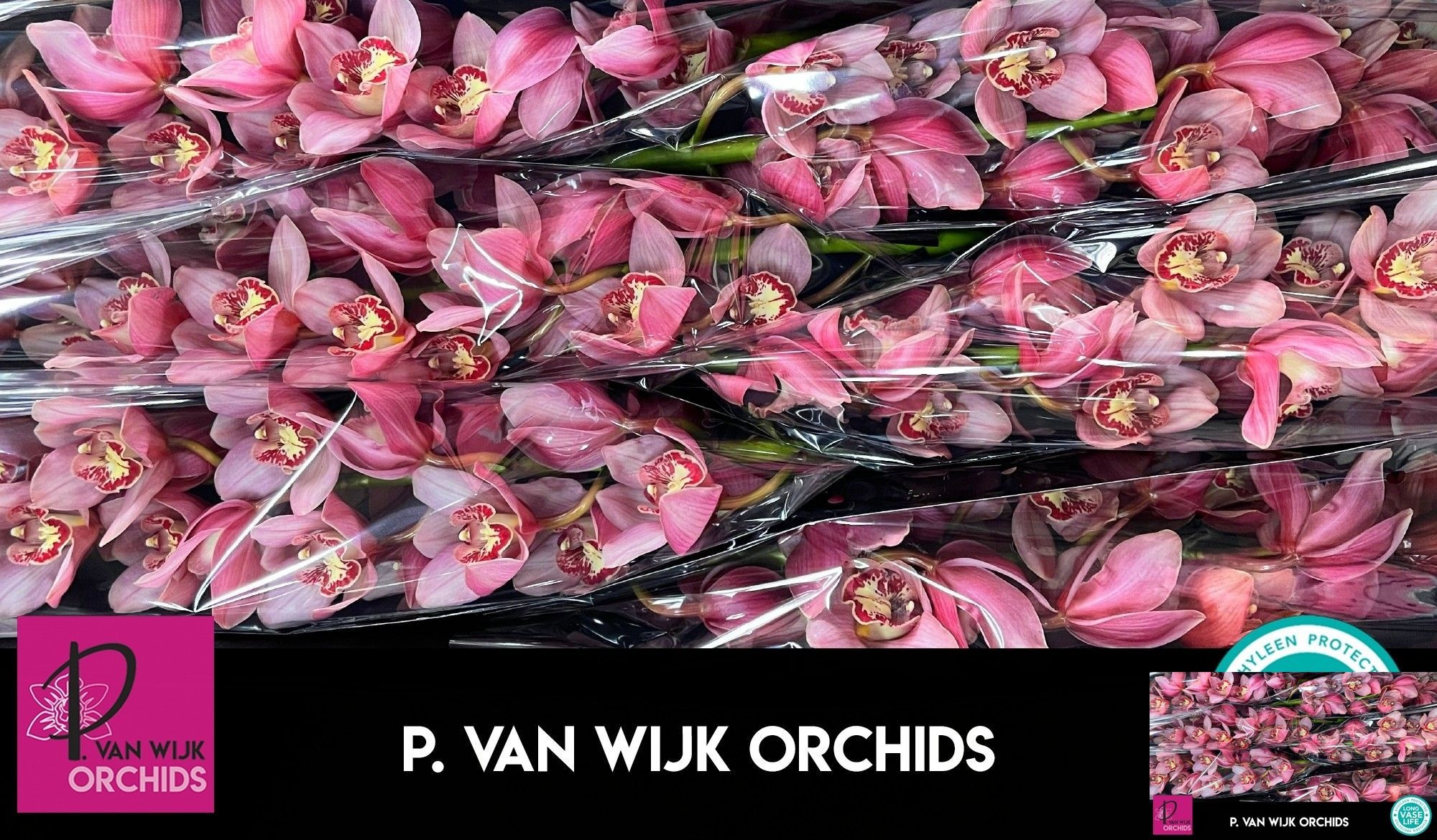 Cymbidium Pink Blossom 12/15bl