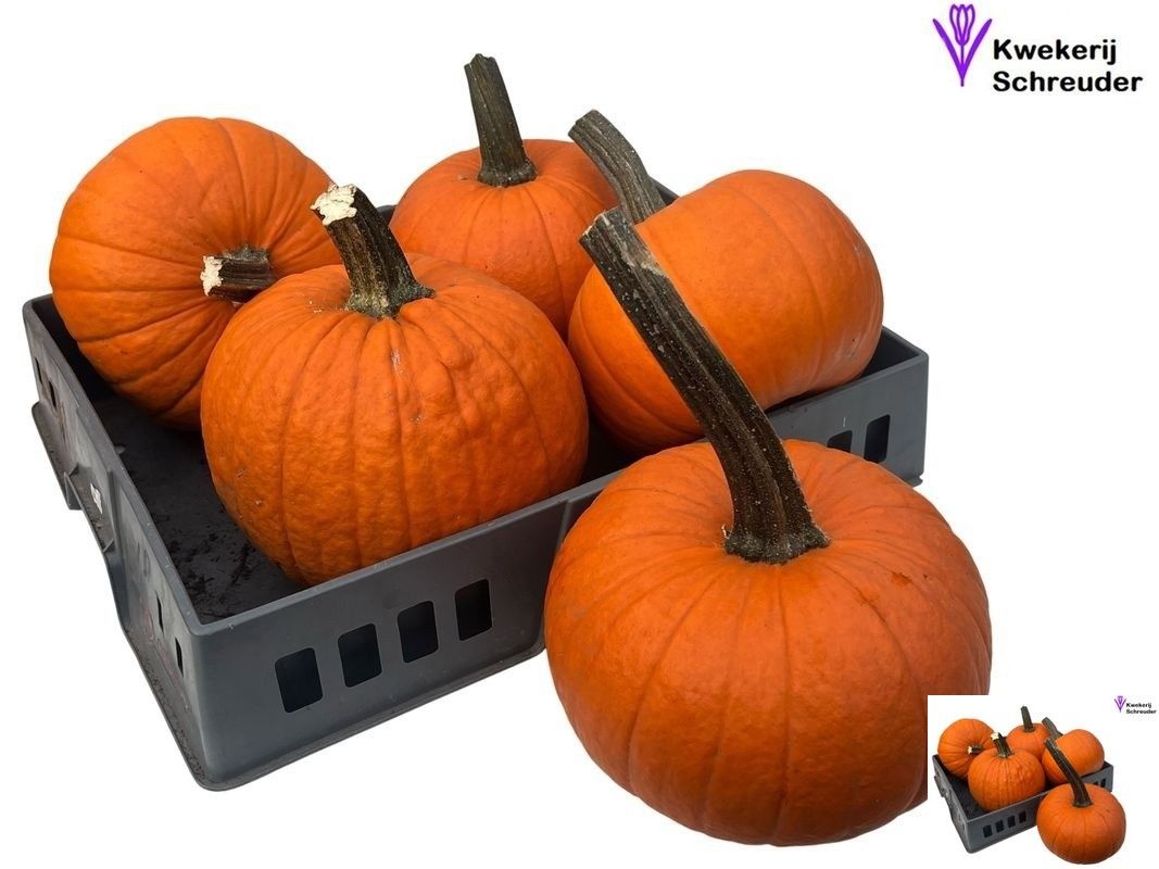 Cuc Halloween