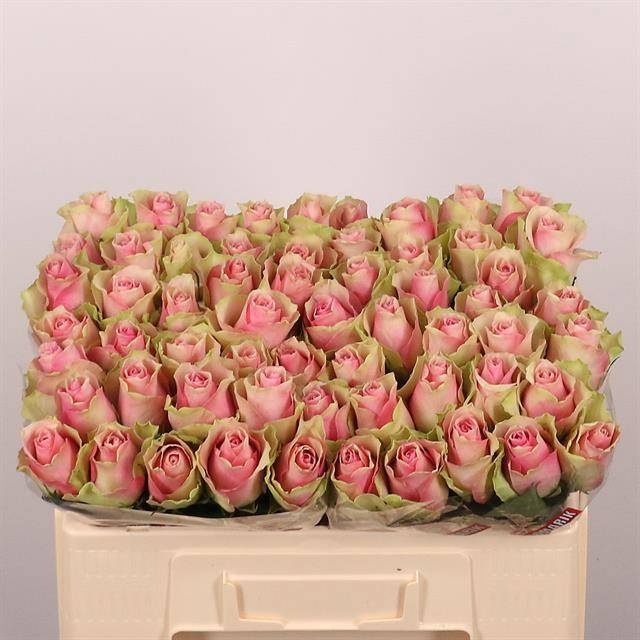 R Gr Belle Rose
