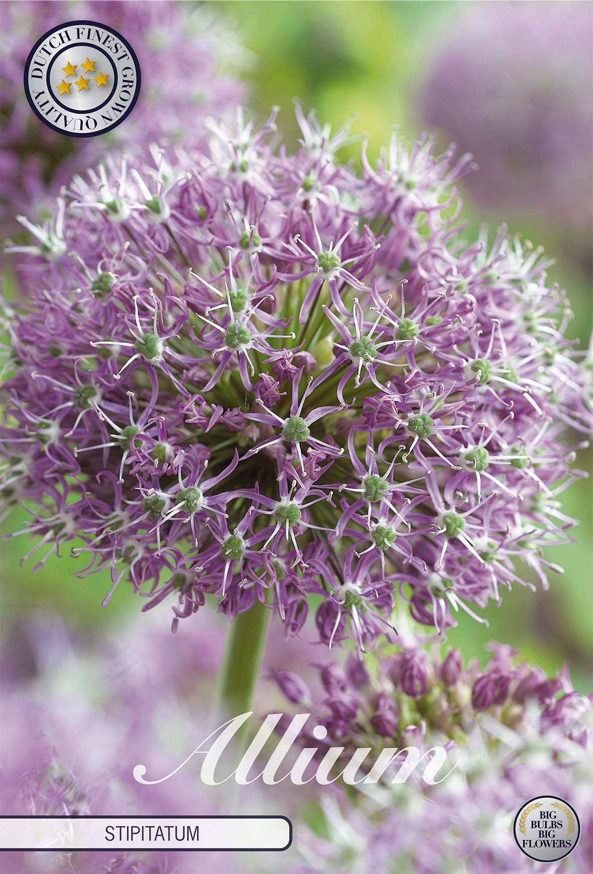 Allium stipitatum